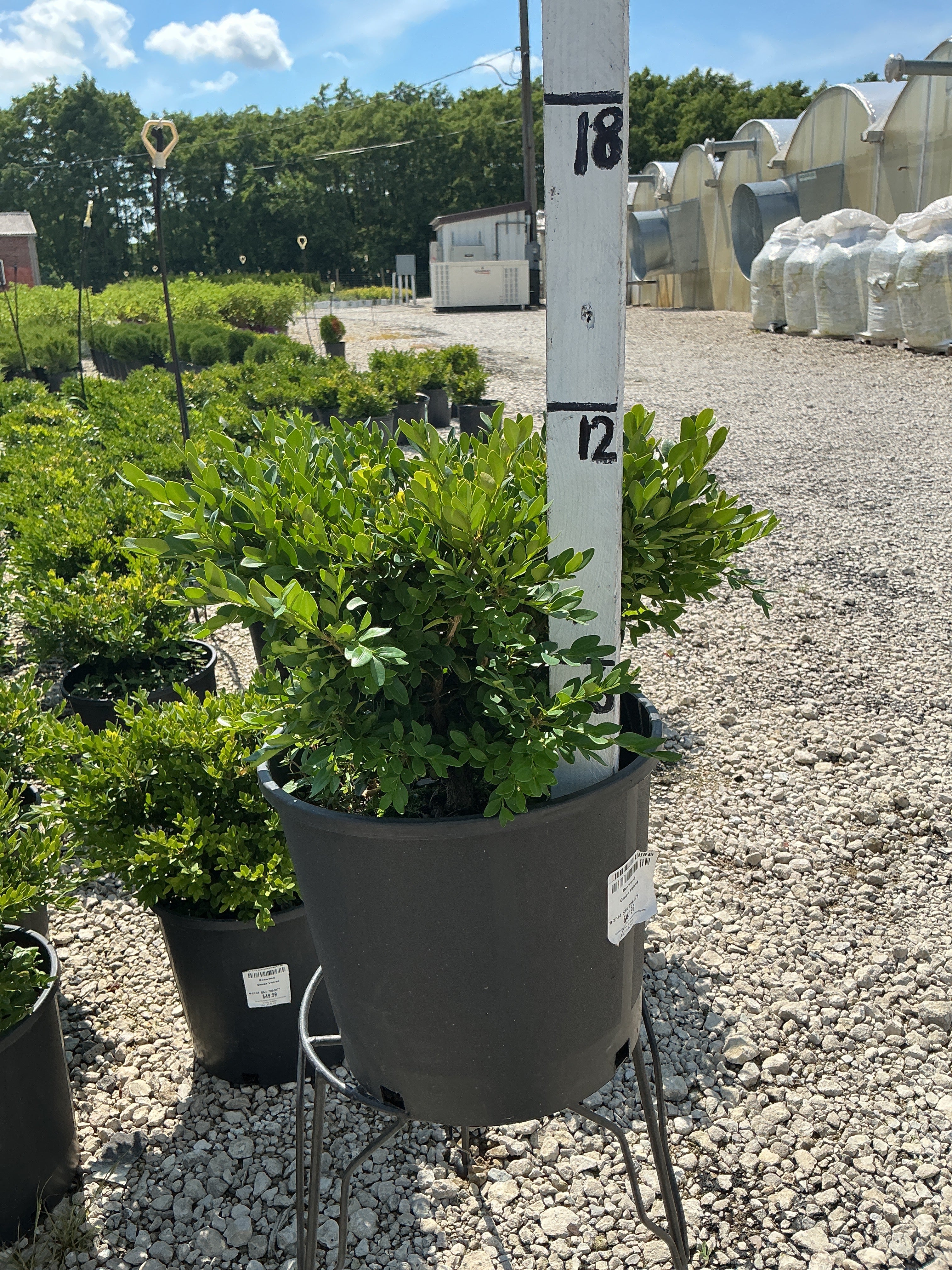 Buxus Green Velvet