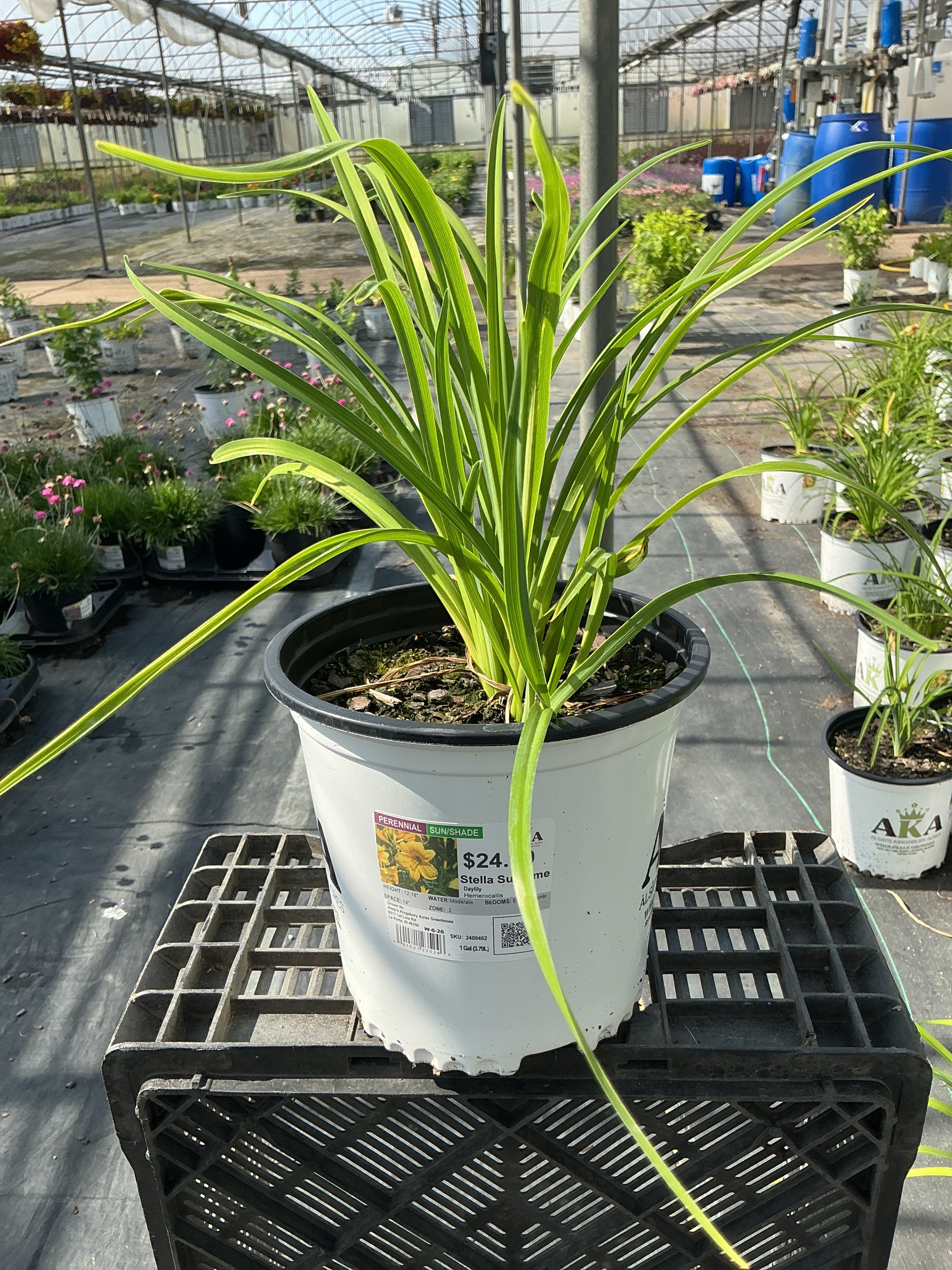 Hemerocallis Daylily Stella Supreme