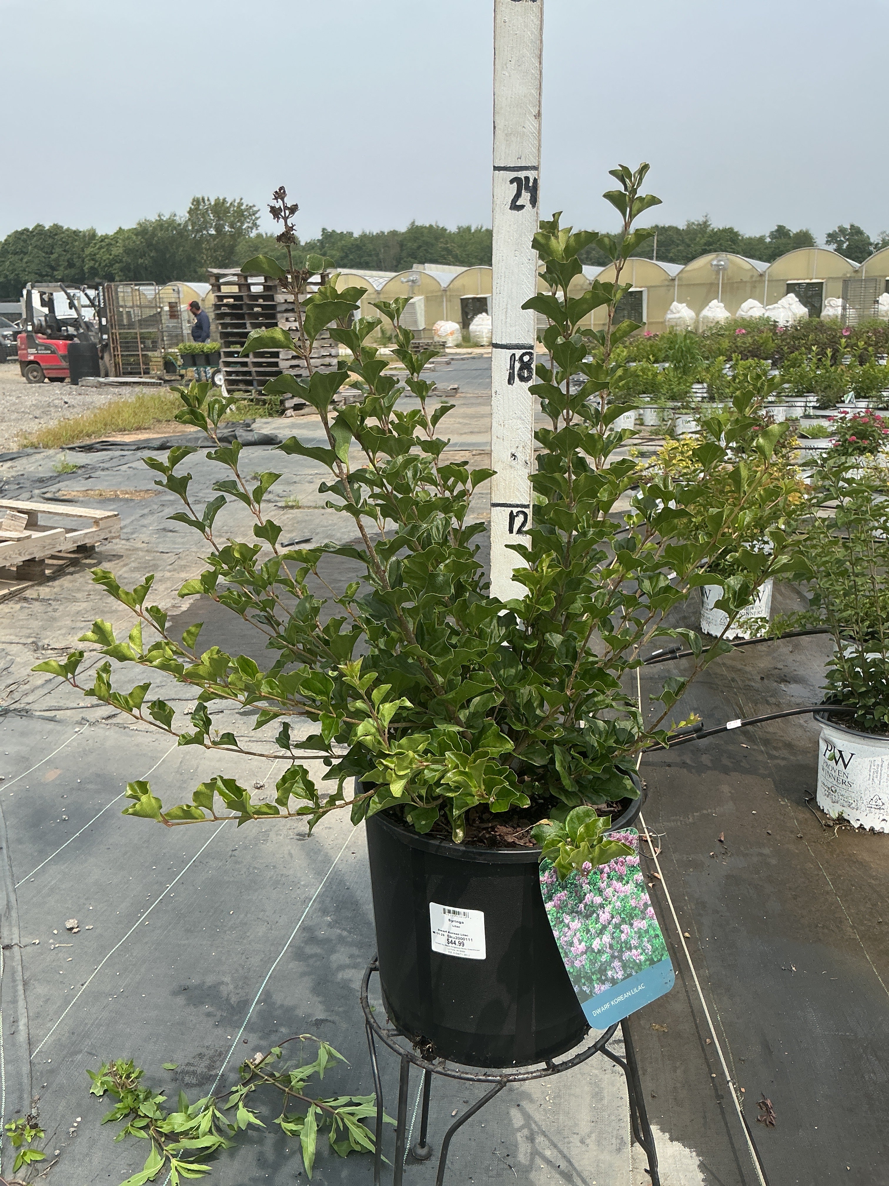 Syringa Dwarf Korean Lilac