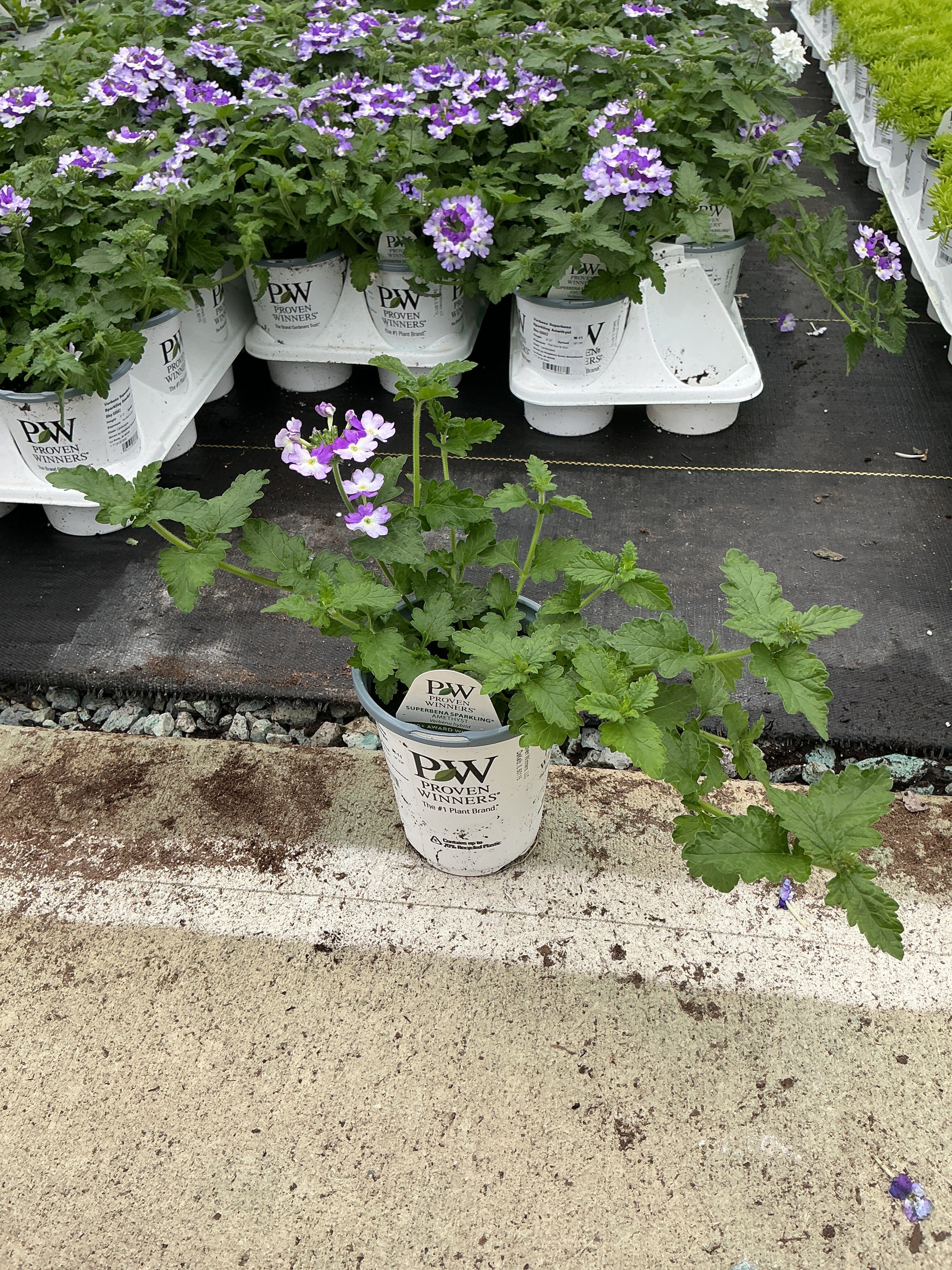 Verbena Superbena Sparkling Amethyst - 4.25" Proven Winners Annual