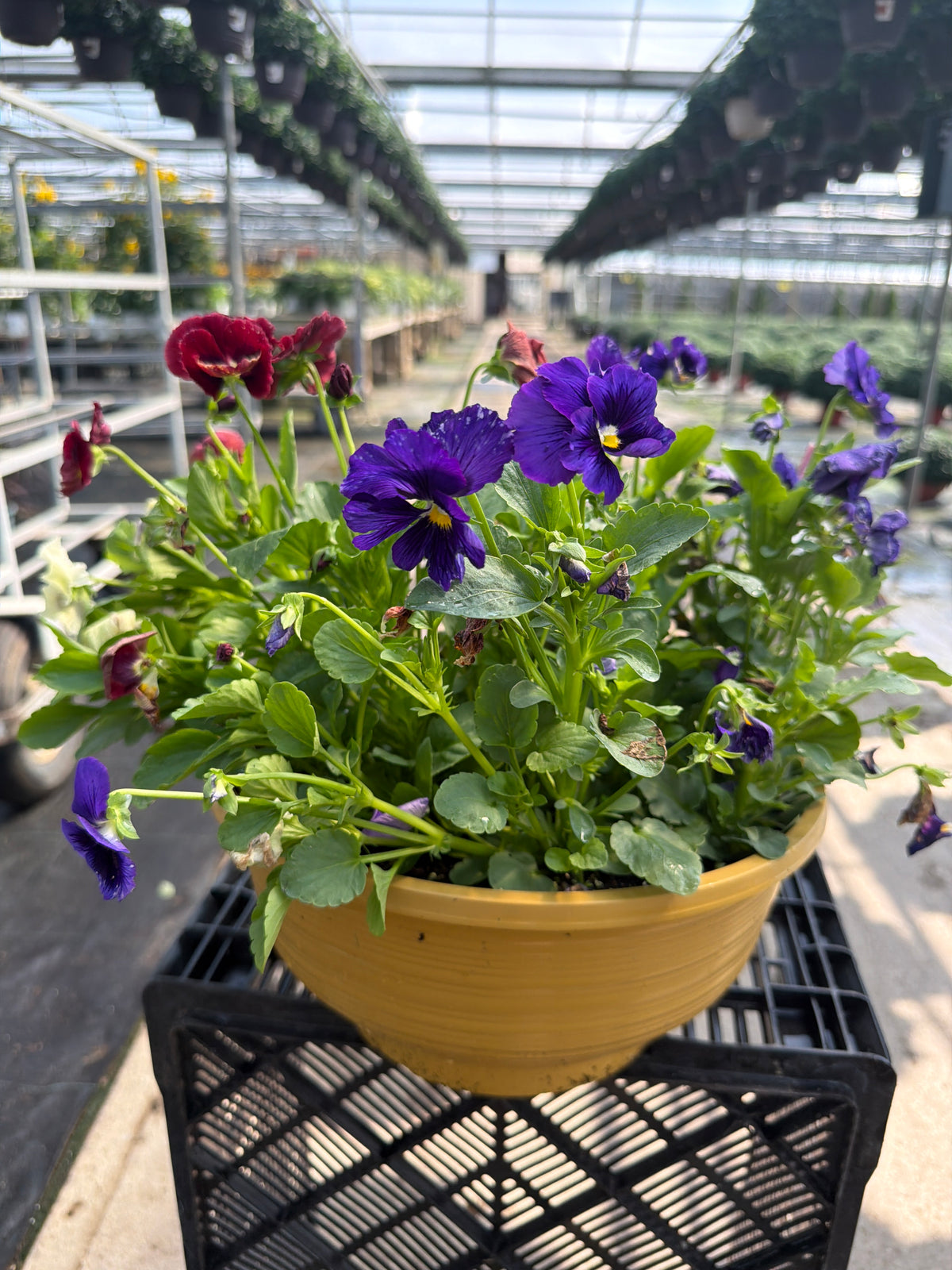 Pansy Delta Pro Mix Blotch - 12" Bowl Planter