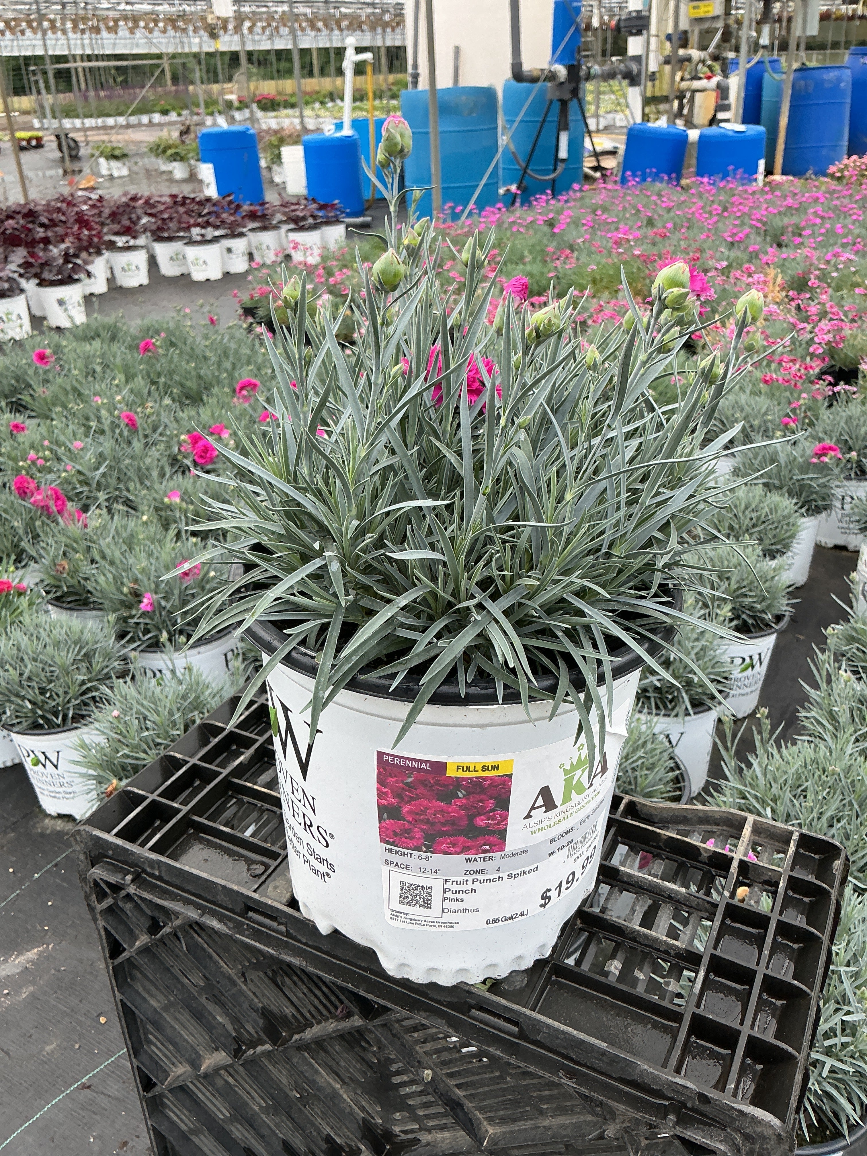 Dianthus Pinks Fruit Punch Spiked Punch - 6" Perennial