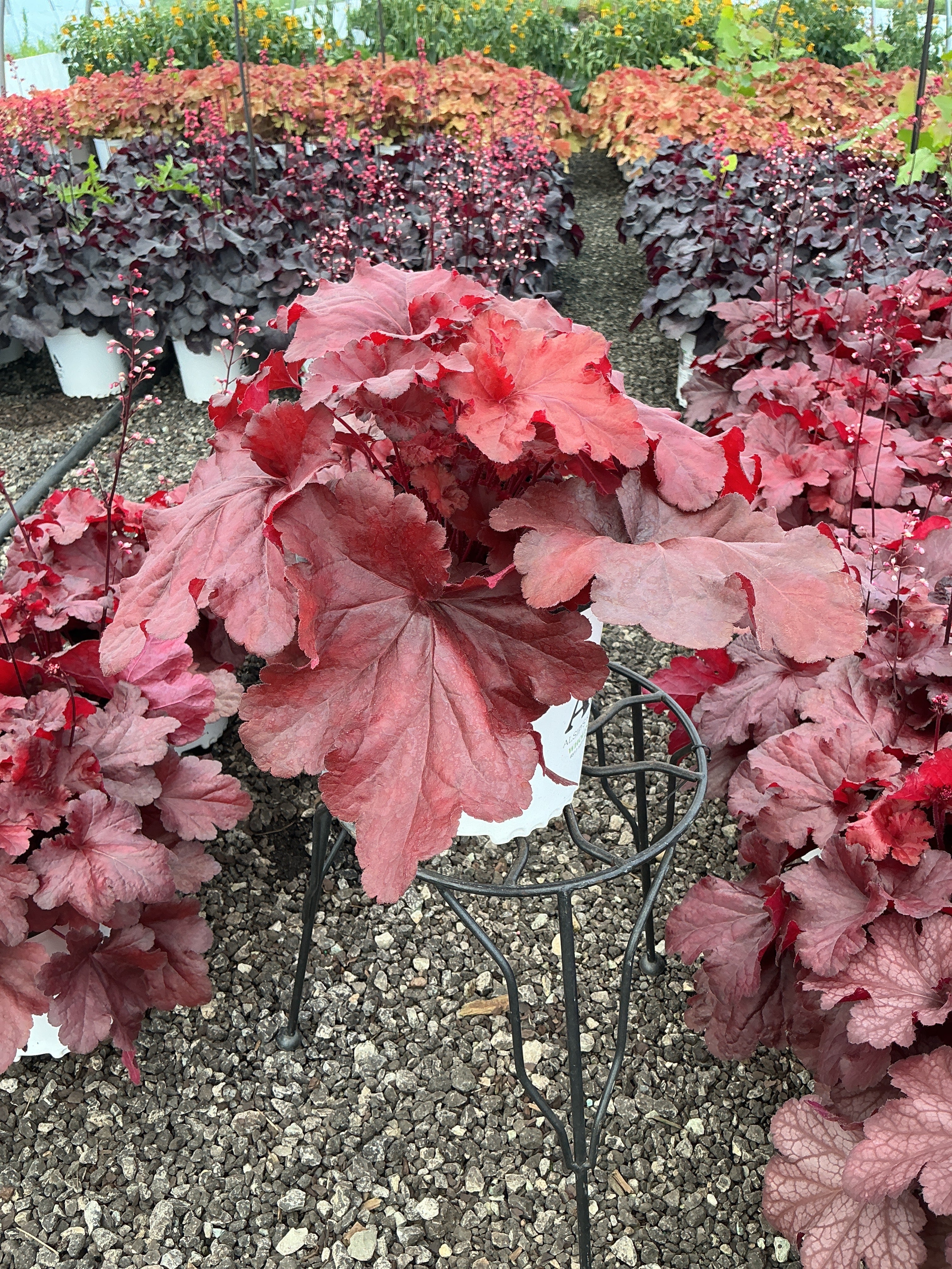 Heuchera Coral Bell Forever Red