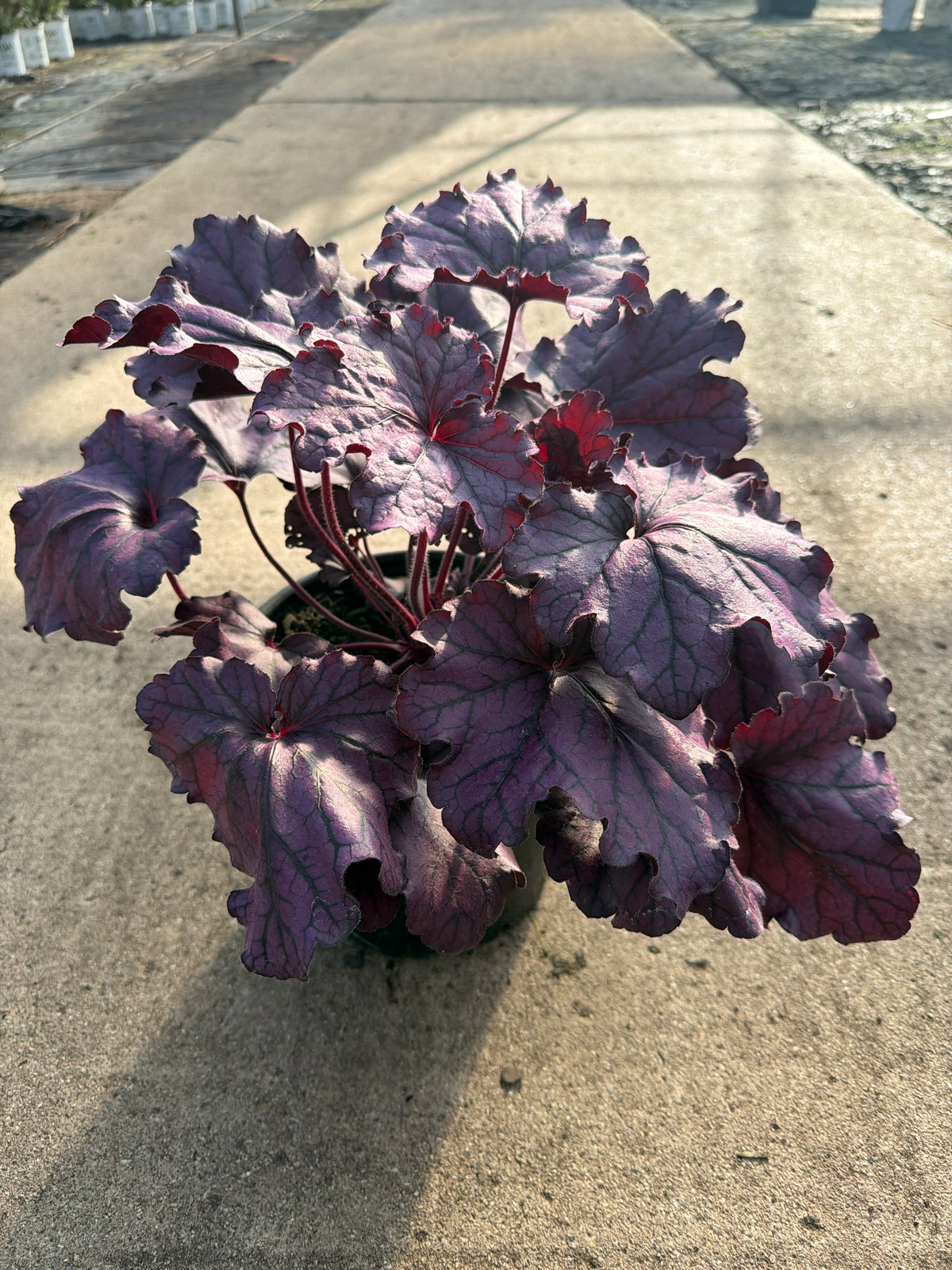 Heuchera Coral Bell Forever Purple