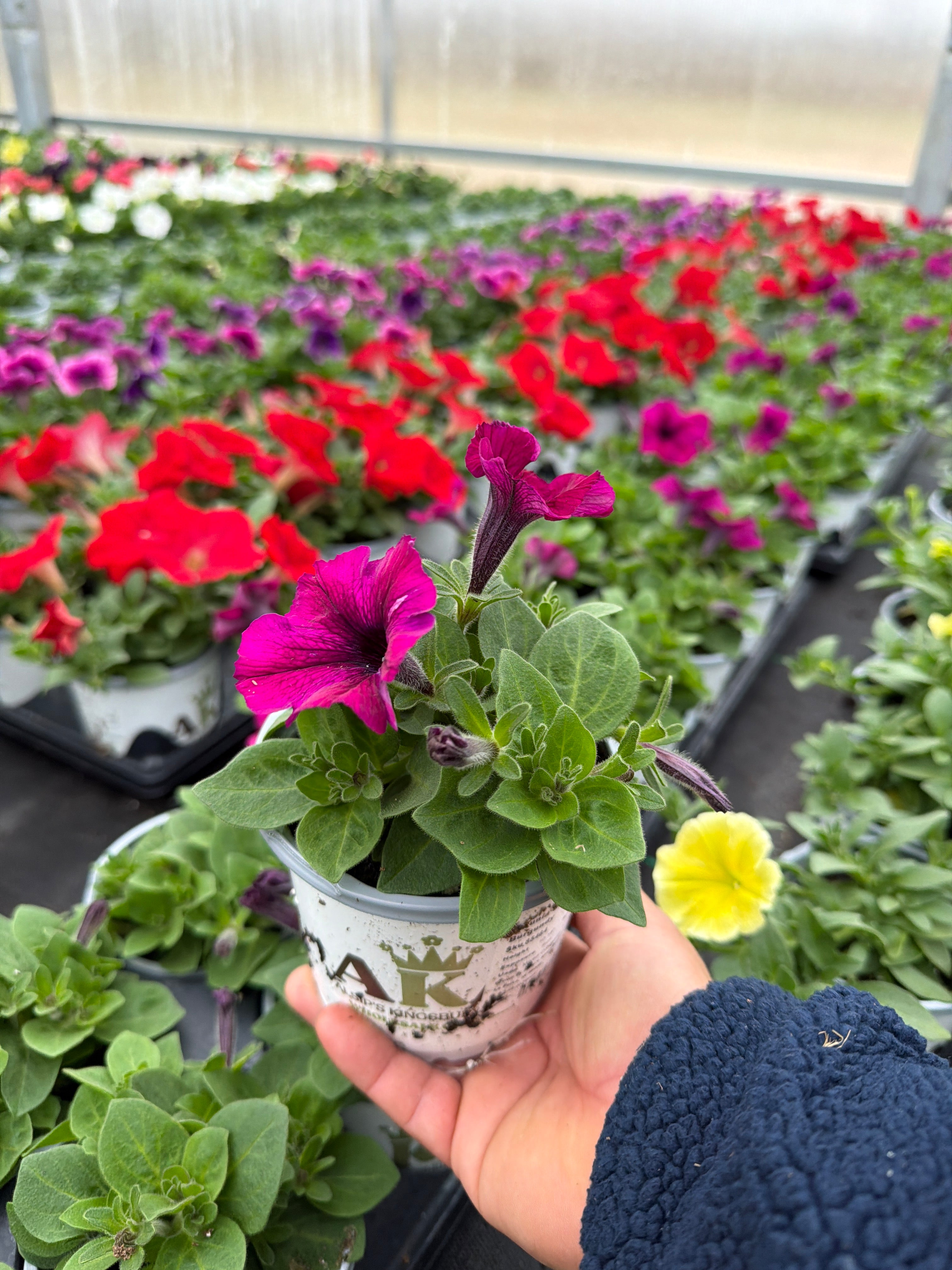 Petunia Starlet Burgundy - 4.33" Premium Annual