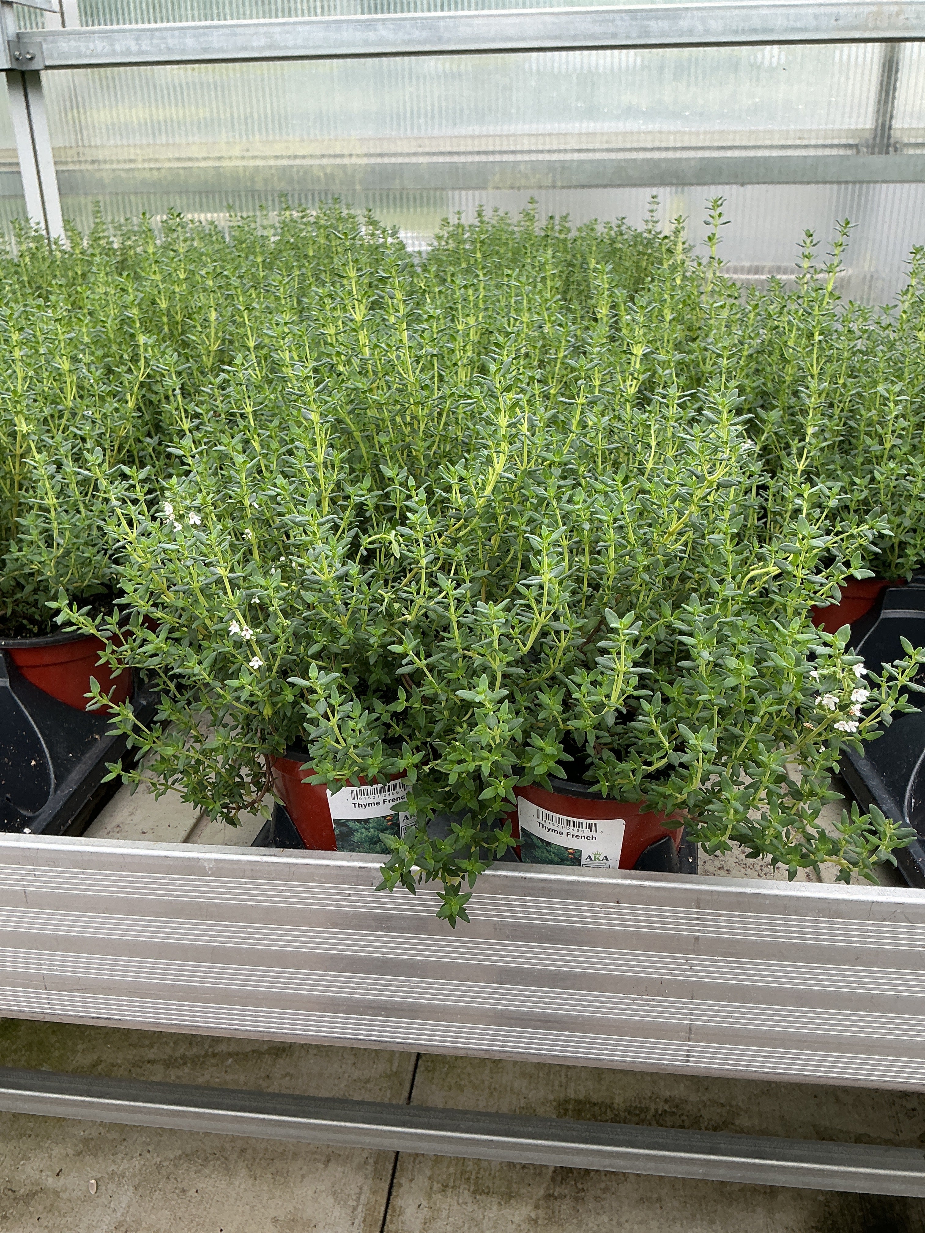 Thyme French - 4.33" Potted Herb