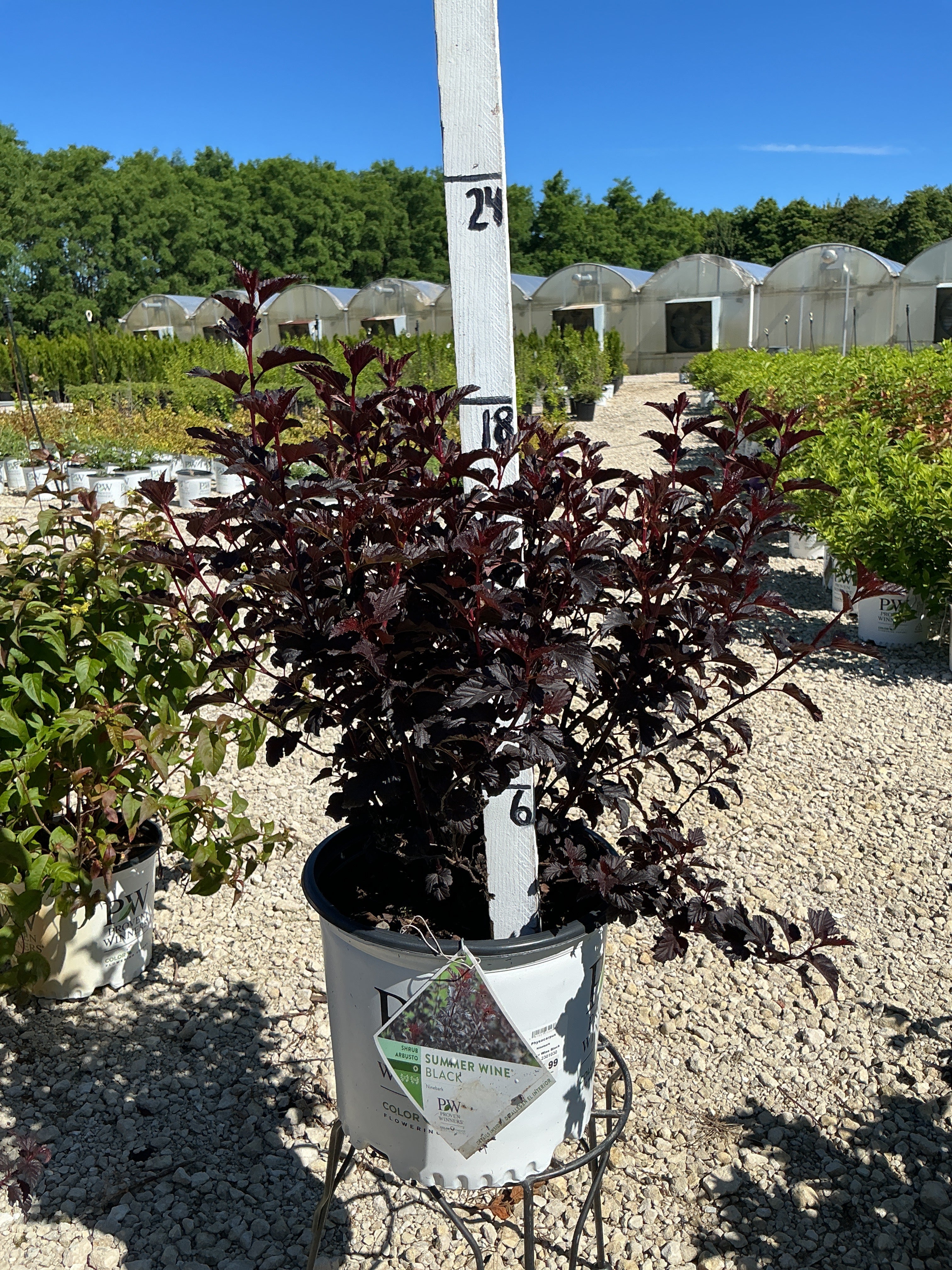 Physocarpus Summer Wine Black