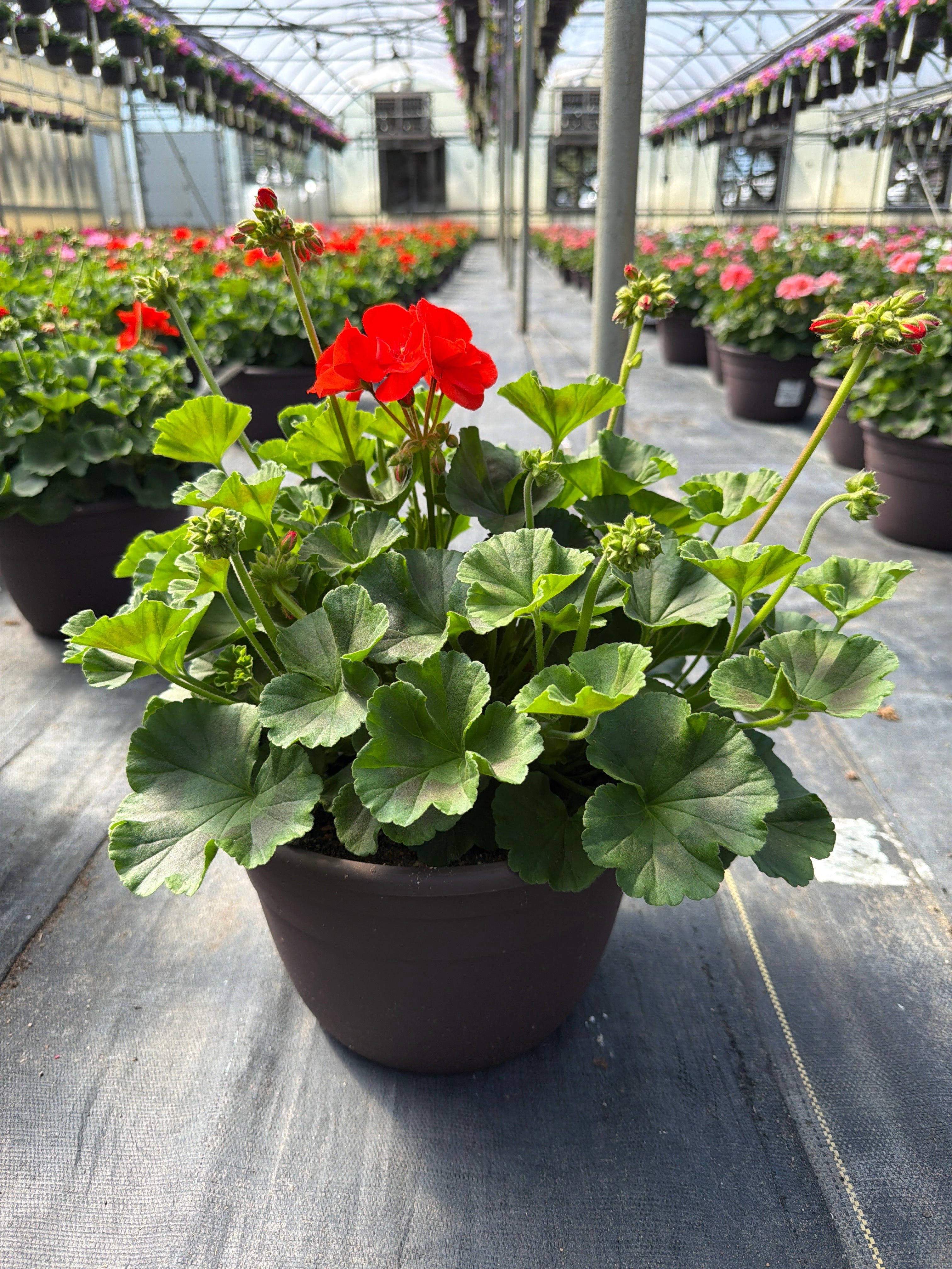Geranium Dynamo Orange - 10" Planter