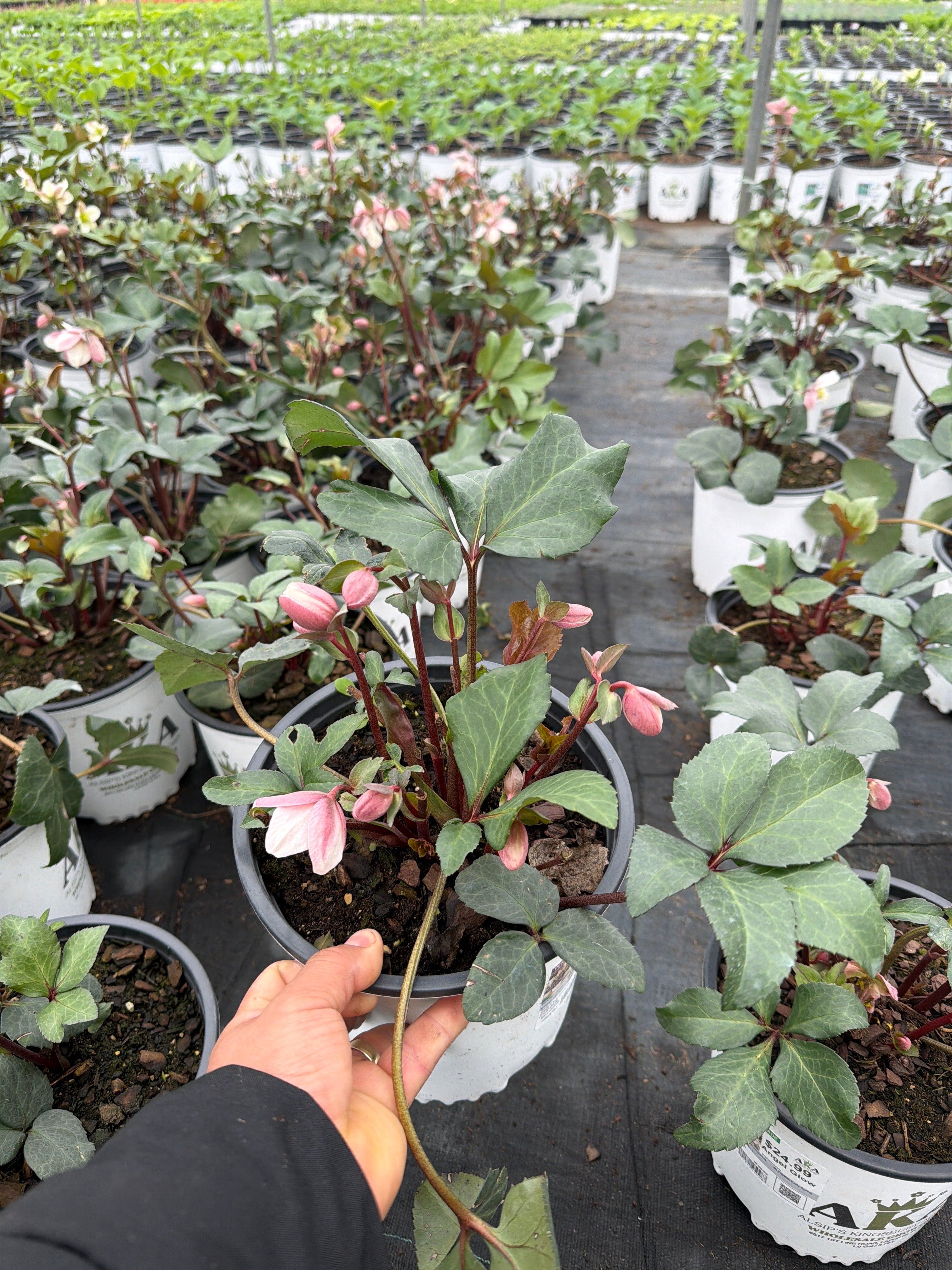 Helleborus Lenten Rose Angel Glow