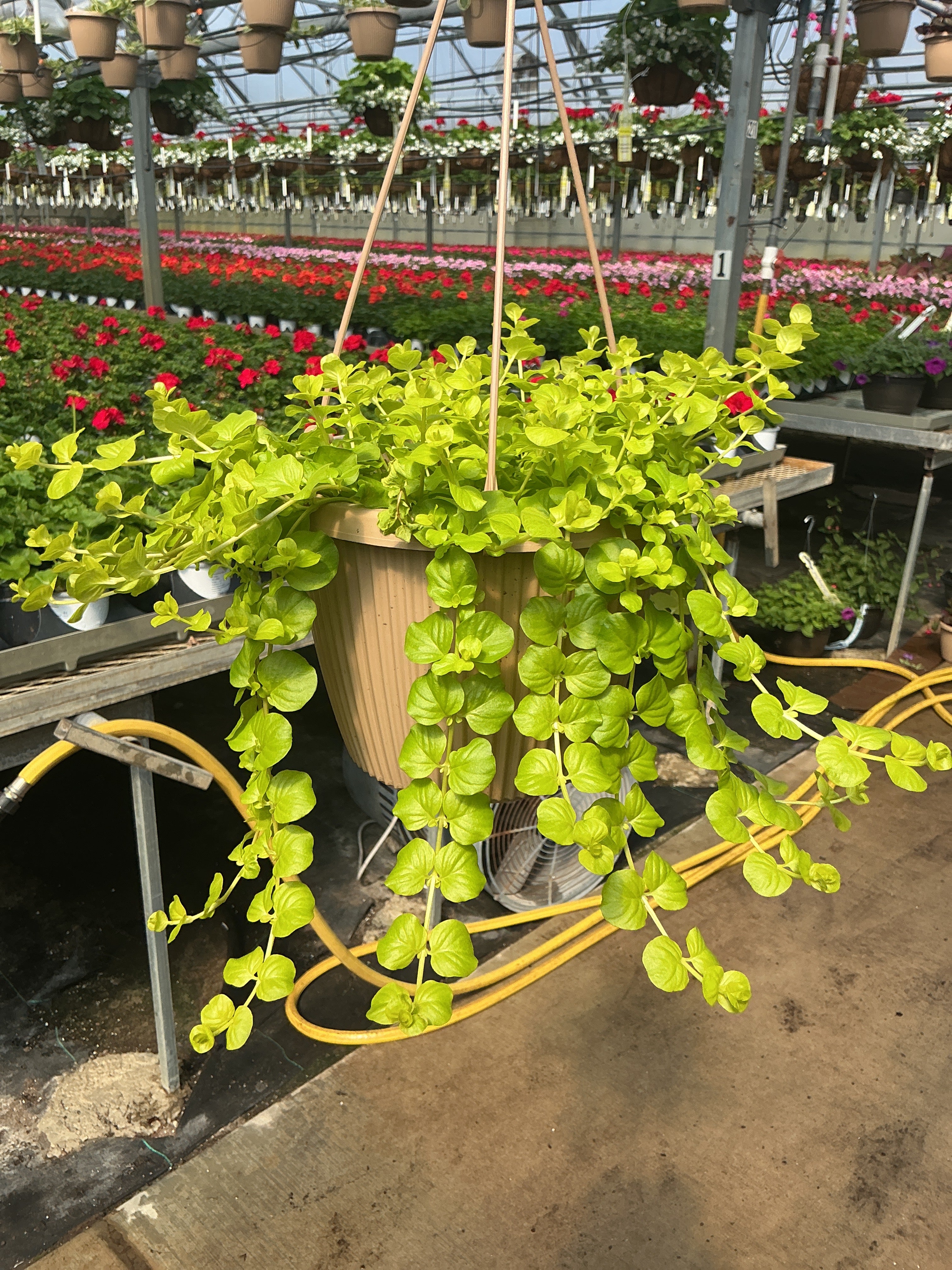 Lysimachia 'Goldilocks' Creeping Jenny - 8" Hanging Basket