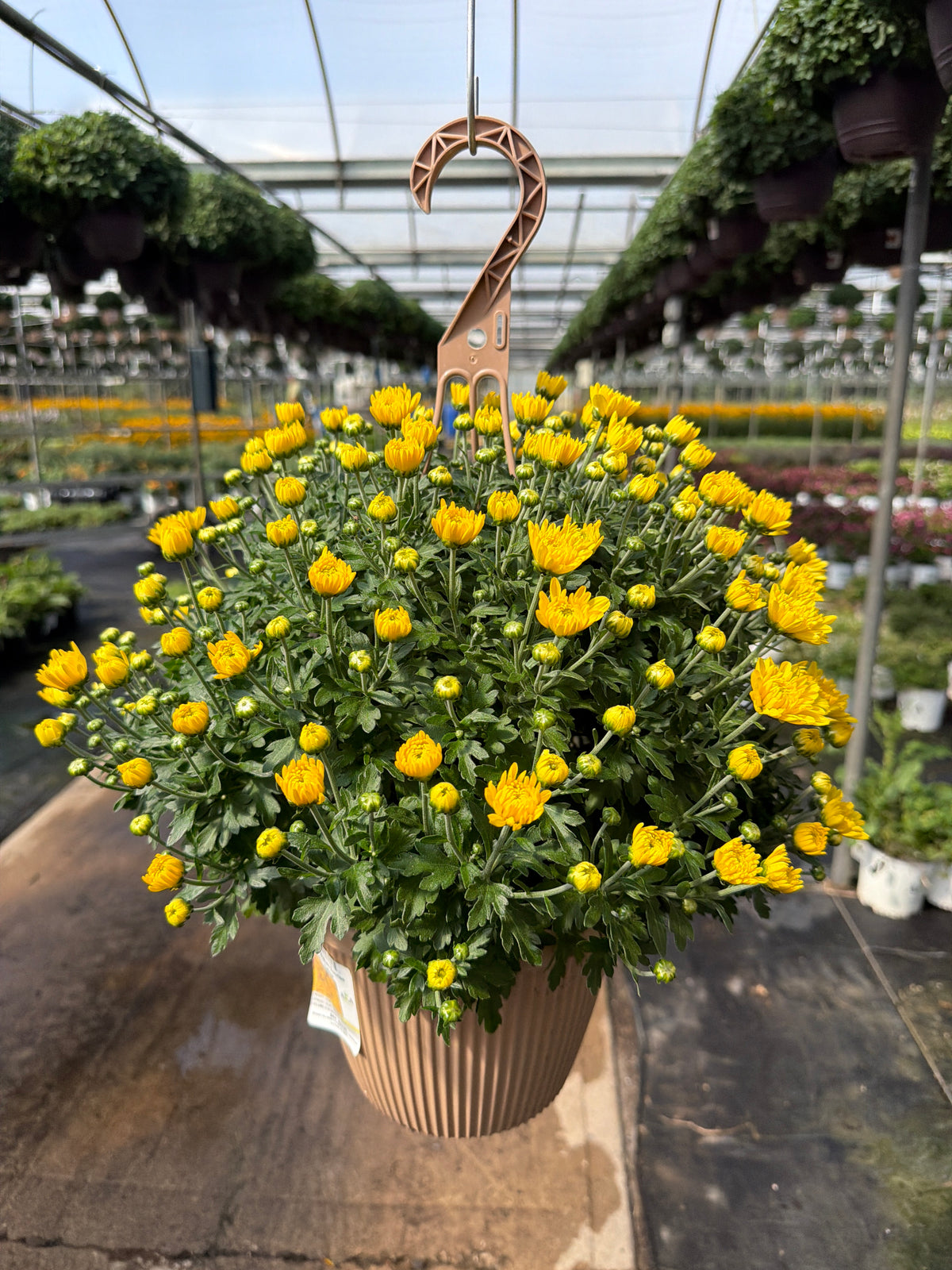 Sunrise Yellow - 8" Garden Mum Hanging Basket