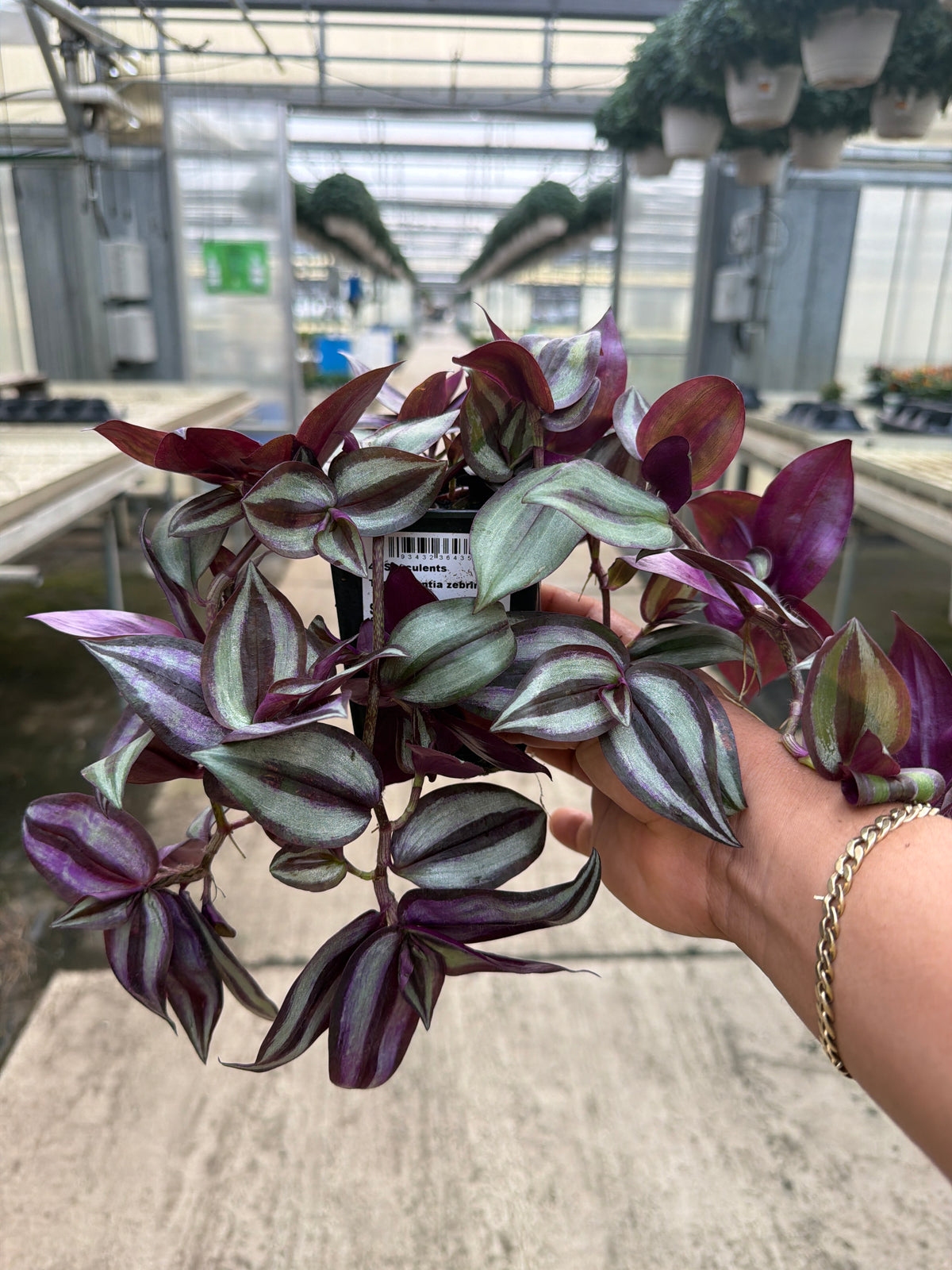 Tradescantia zebrina - 4" Houseplants