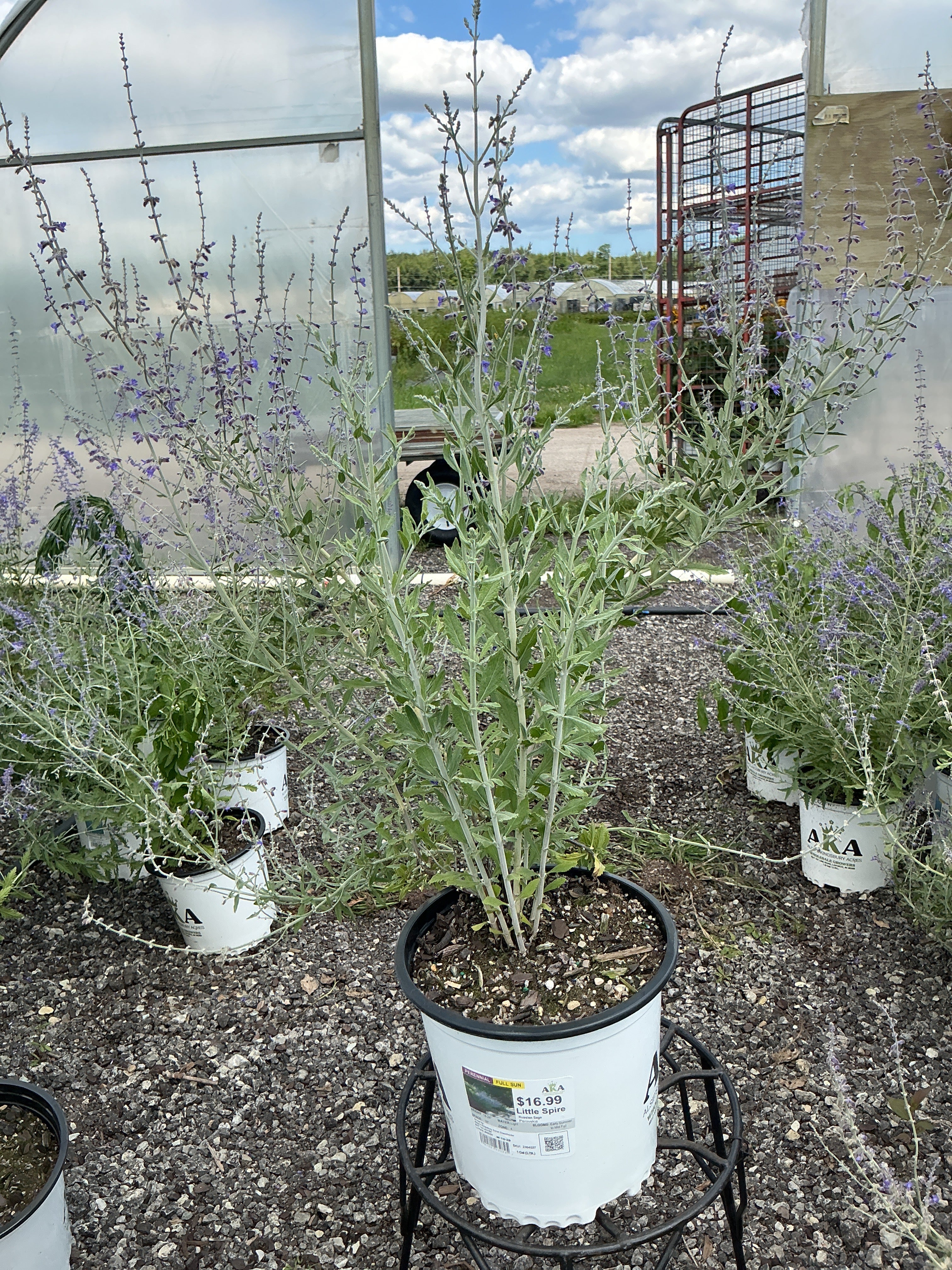 Perovskia Russian Sage Little Spire