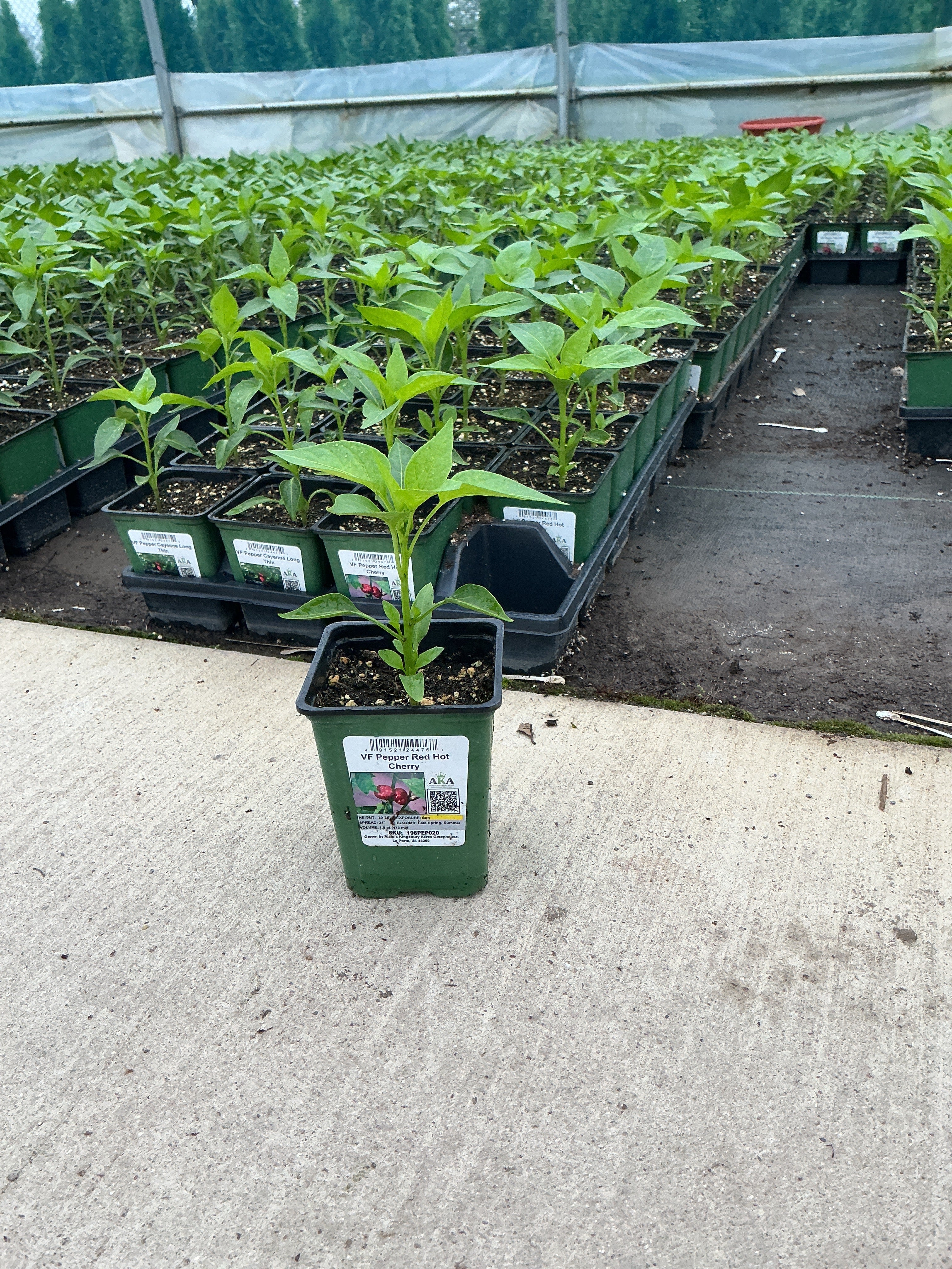 Pepper Red Hot Cherry - 4" Potted Vegetable