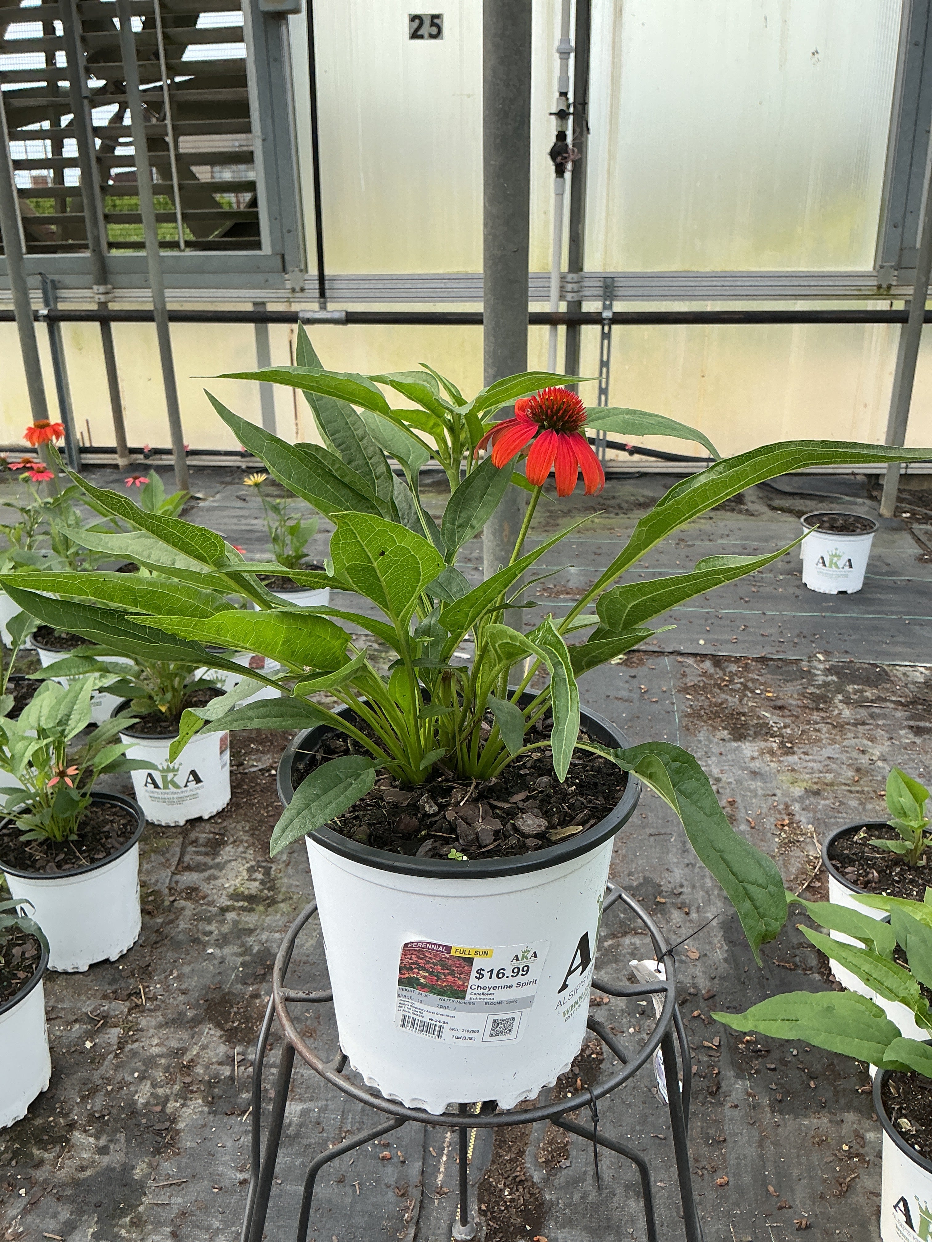 Echinacea Coneflower Cheyenne Spirit
