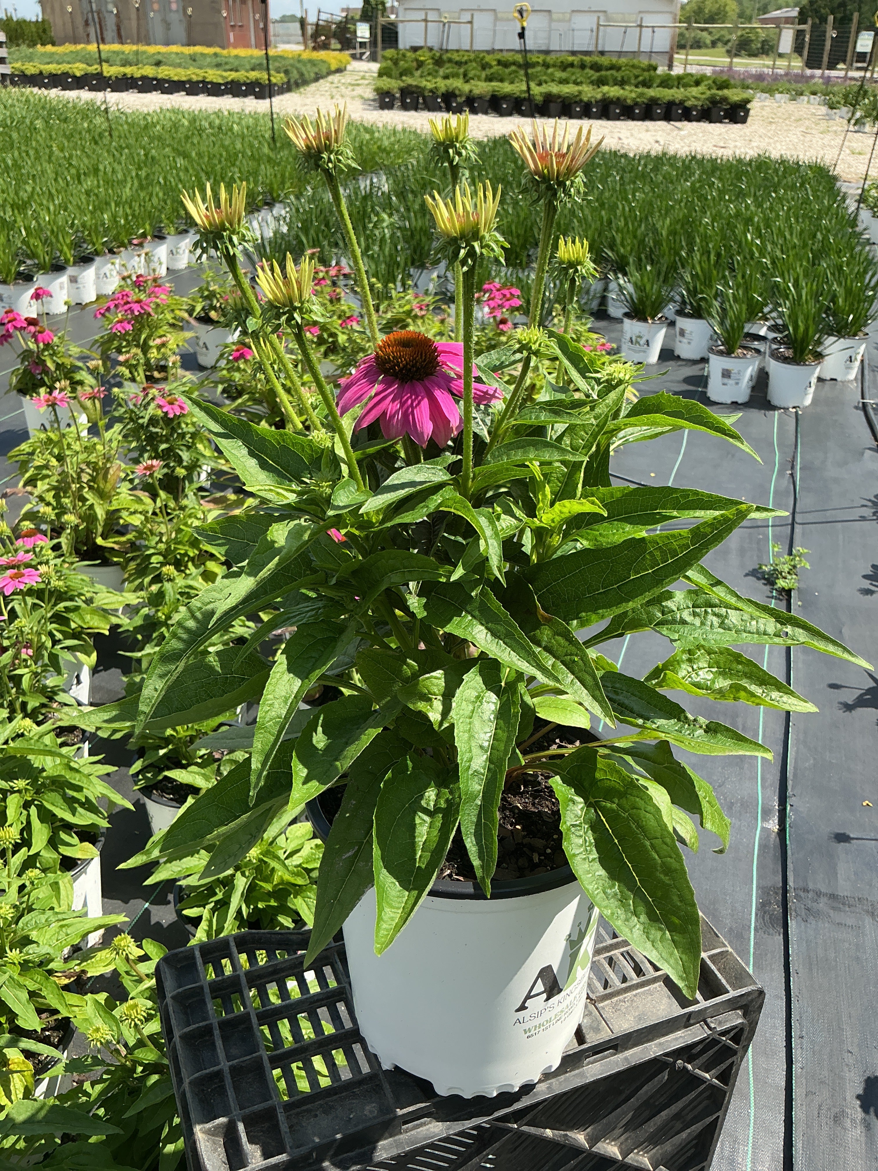 Echinacea Coneflower Powwow Wildberry