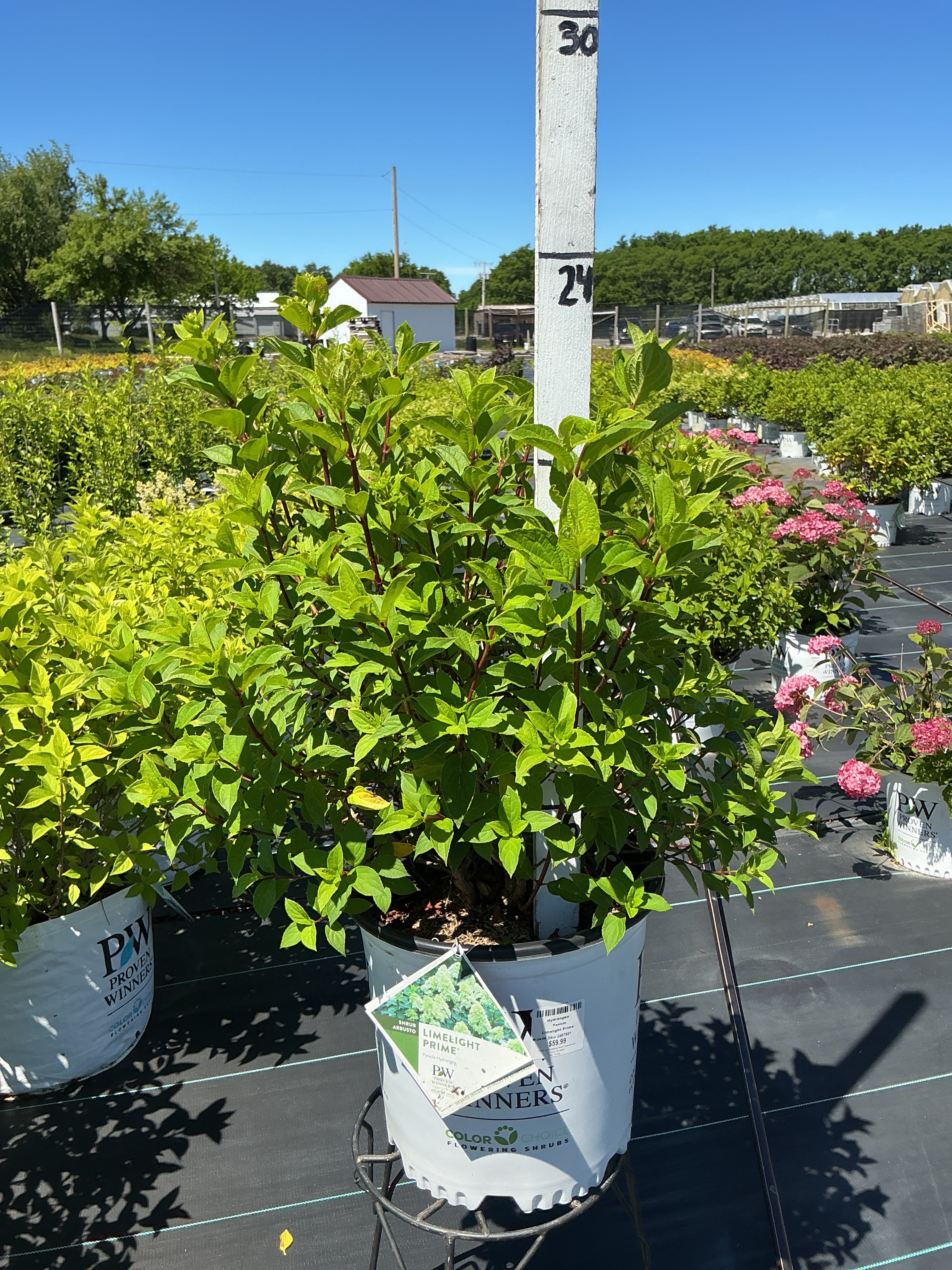 Hydrangea Limelight Prime