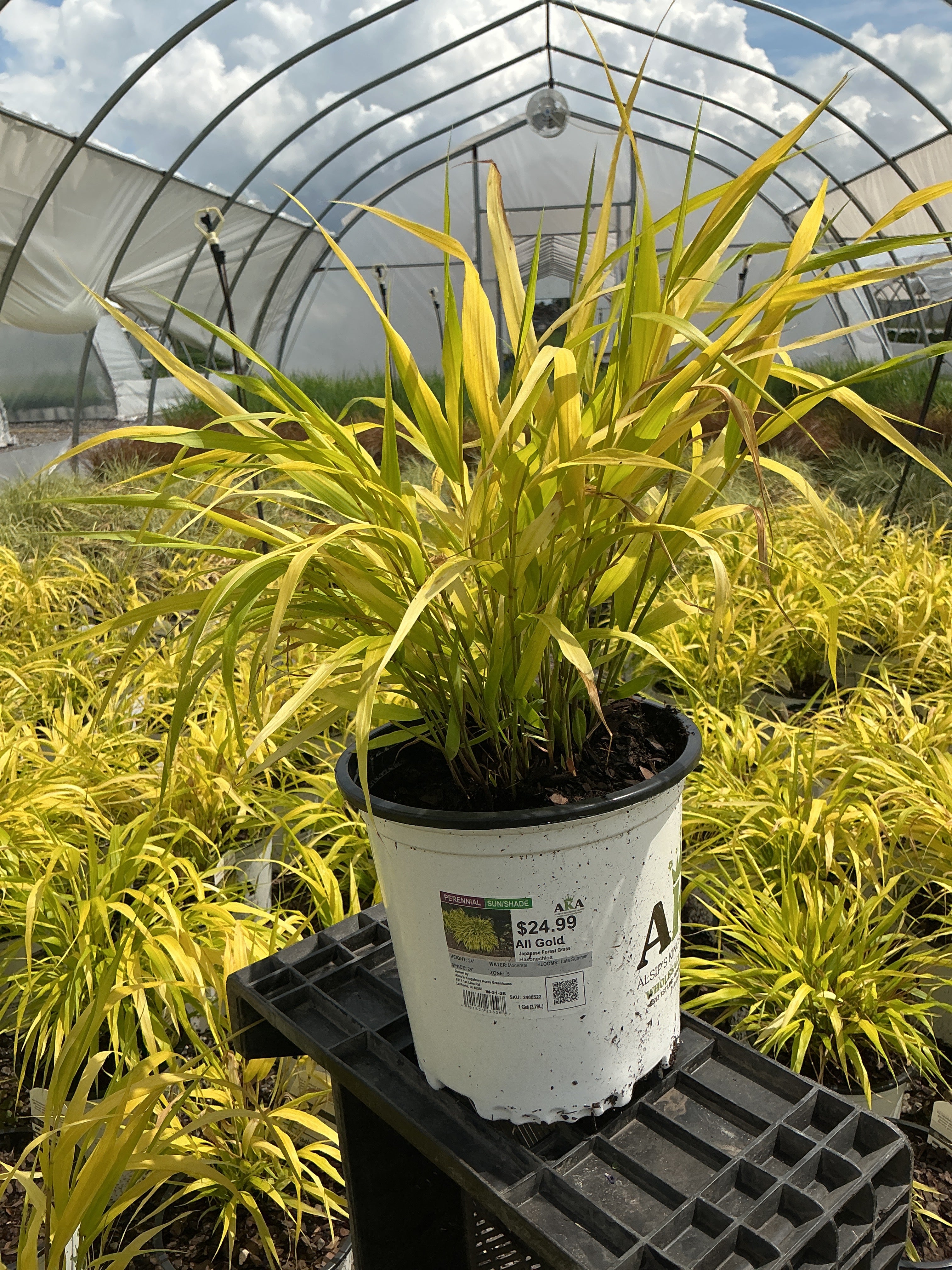 Hakonechloa Japanese Forest Grass All Gold
