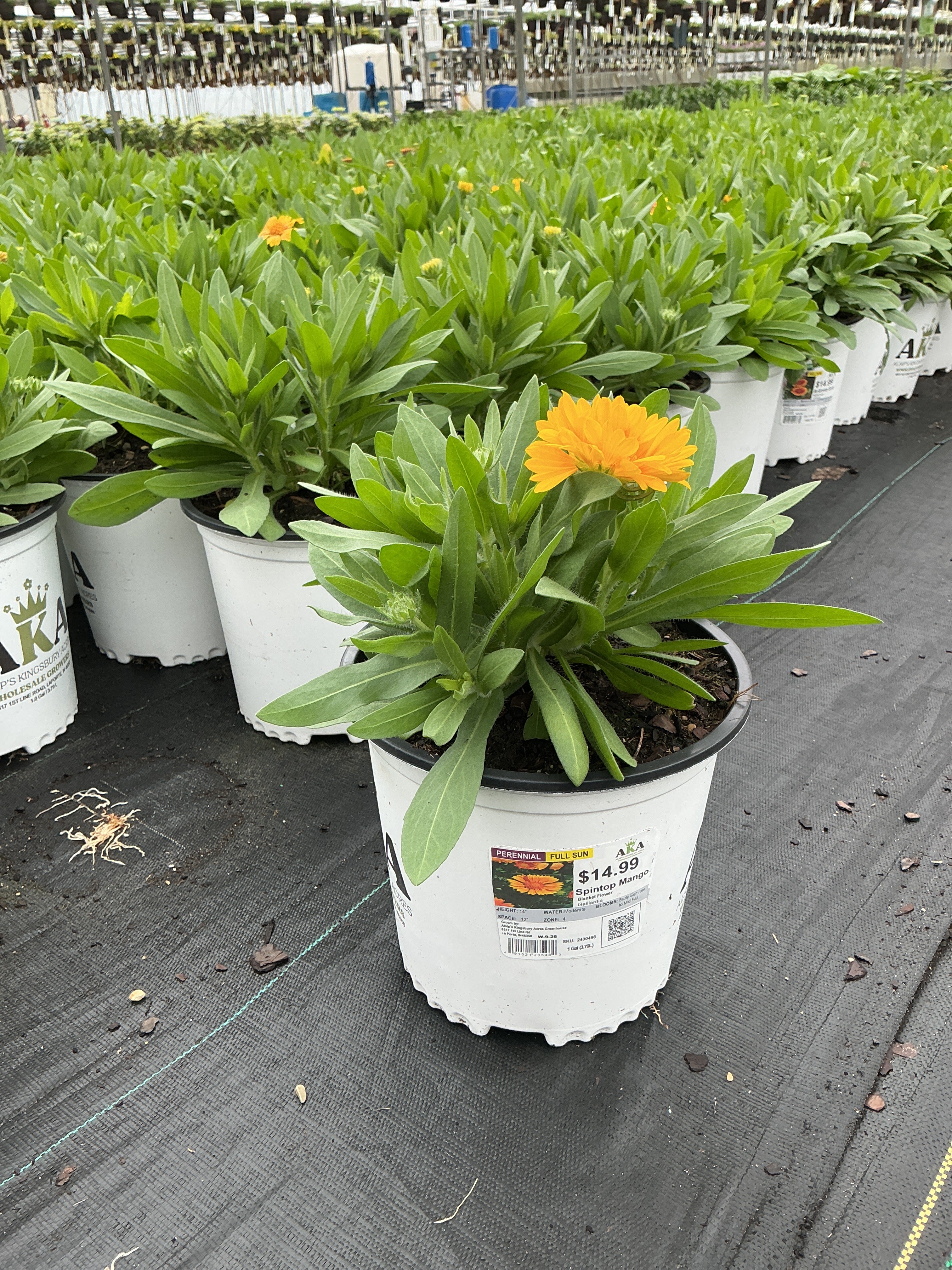 Gaillardia Blanket Flower Spintop Mango
