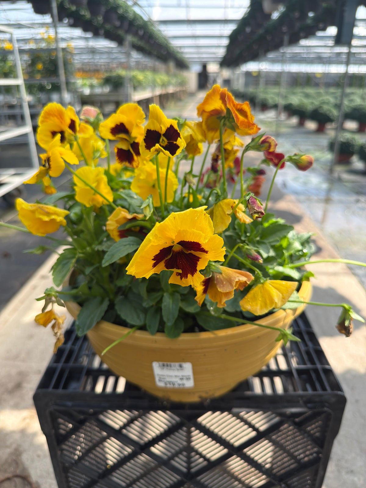 Pansy Delta Classic Mix Blaze - 12" Bowl Planter