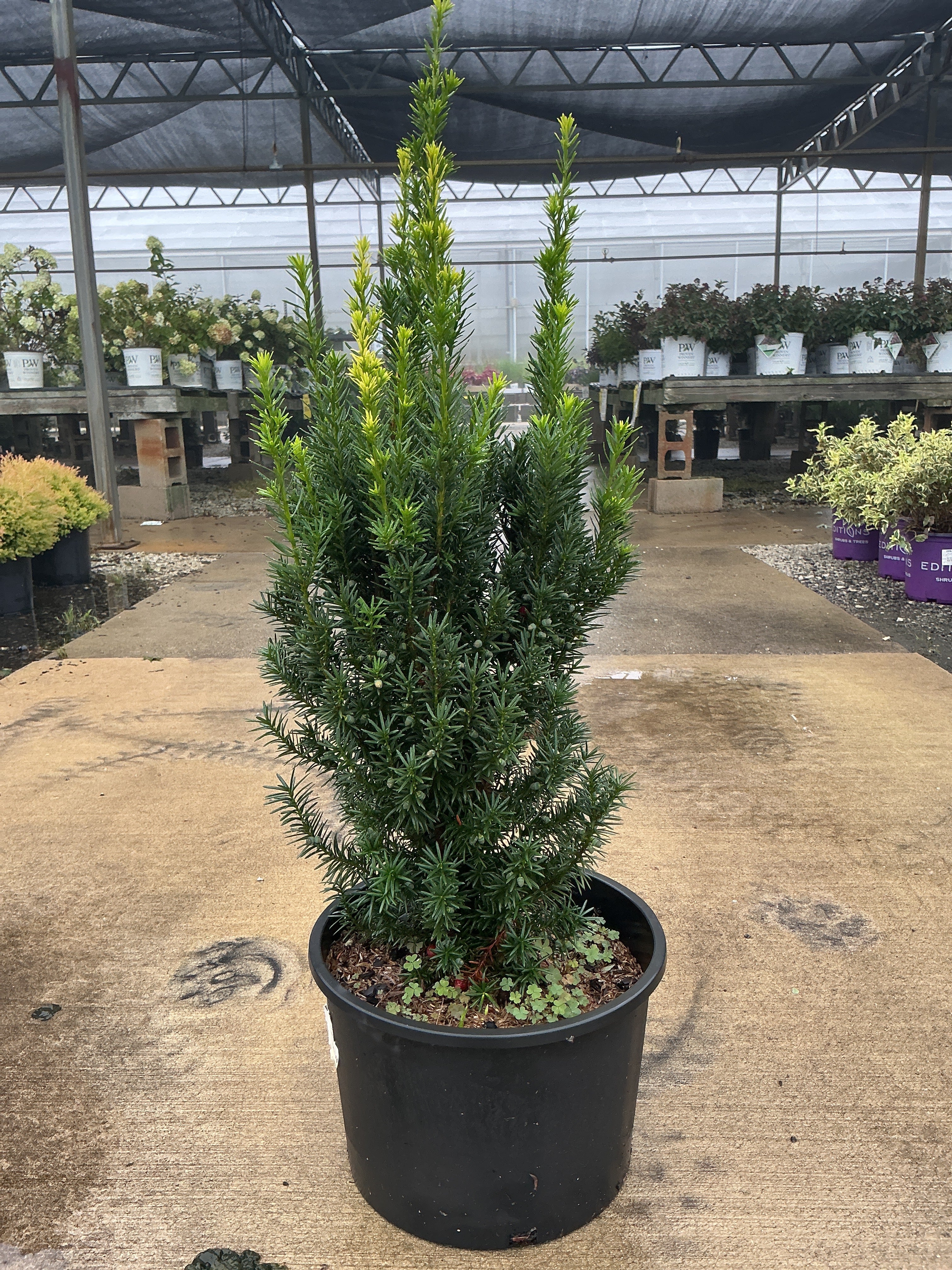 Taxus Hicksii