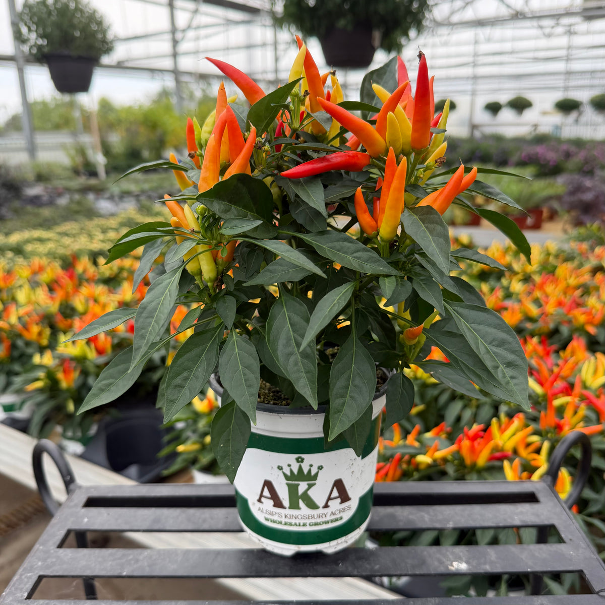 Chilly Chili Ornamental Pepper - 5" Fall Annuals