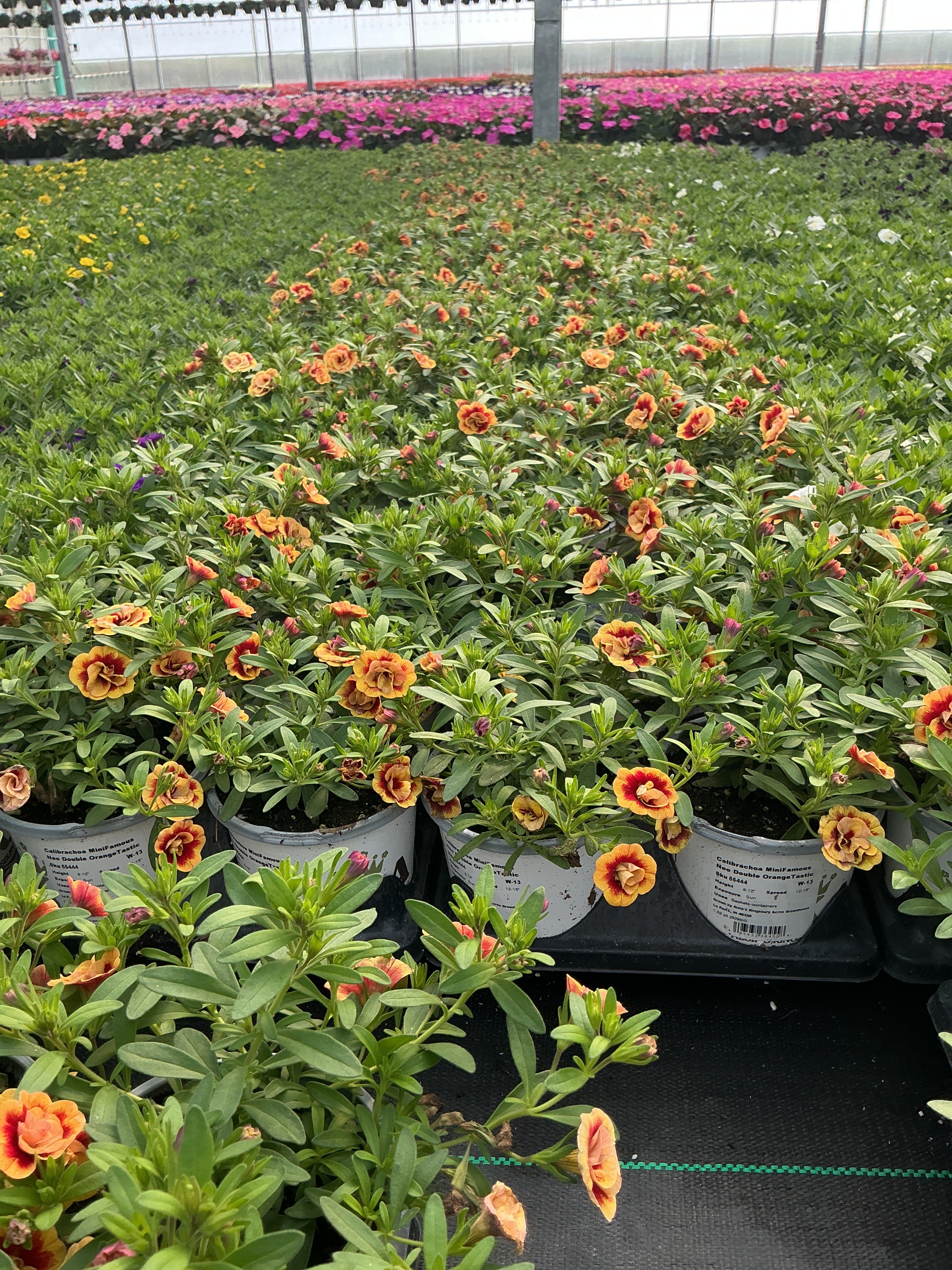 Calibrachoa MiniFamous Neo Double OrangeTastic - 4.33" Premium Annual