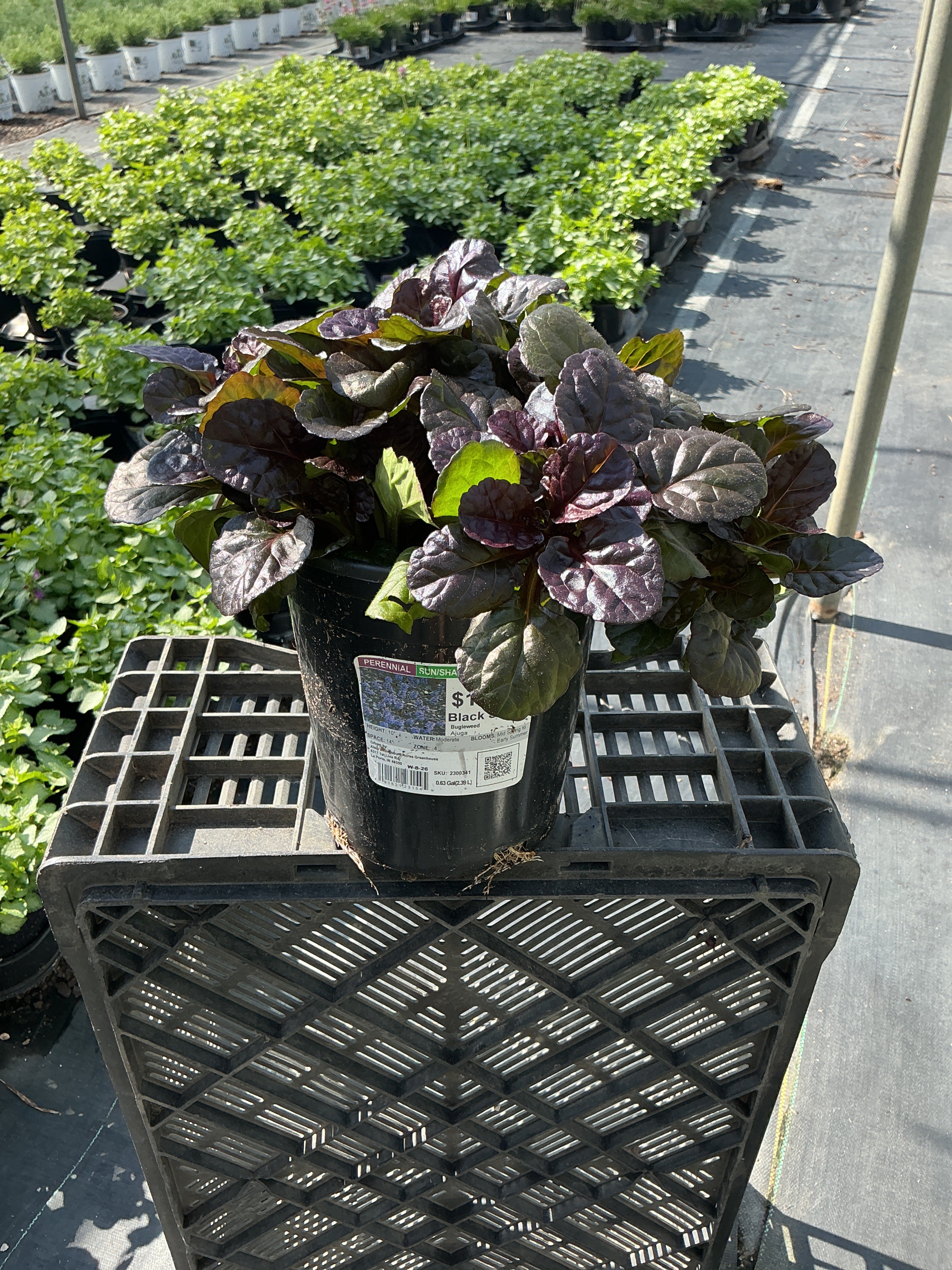 Ajuga Bugleweed Black Scallop - 6" Perennial