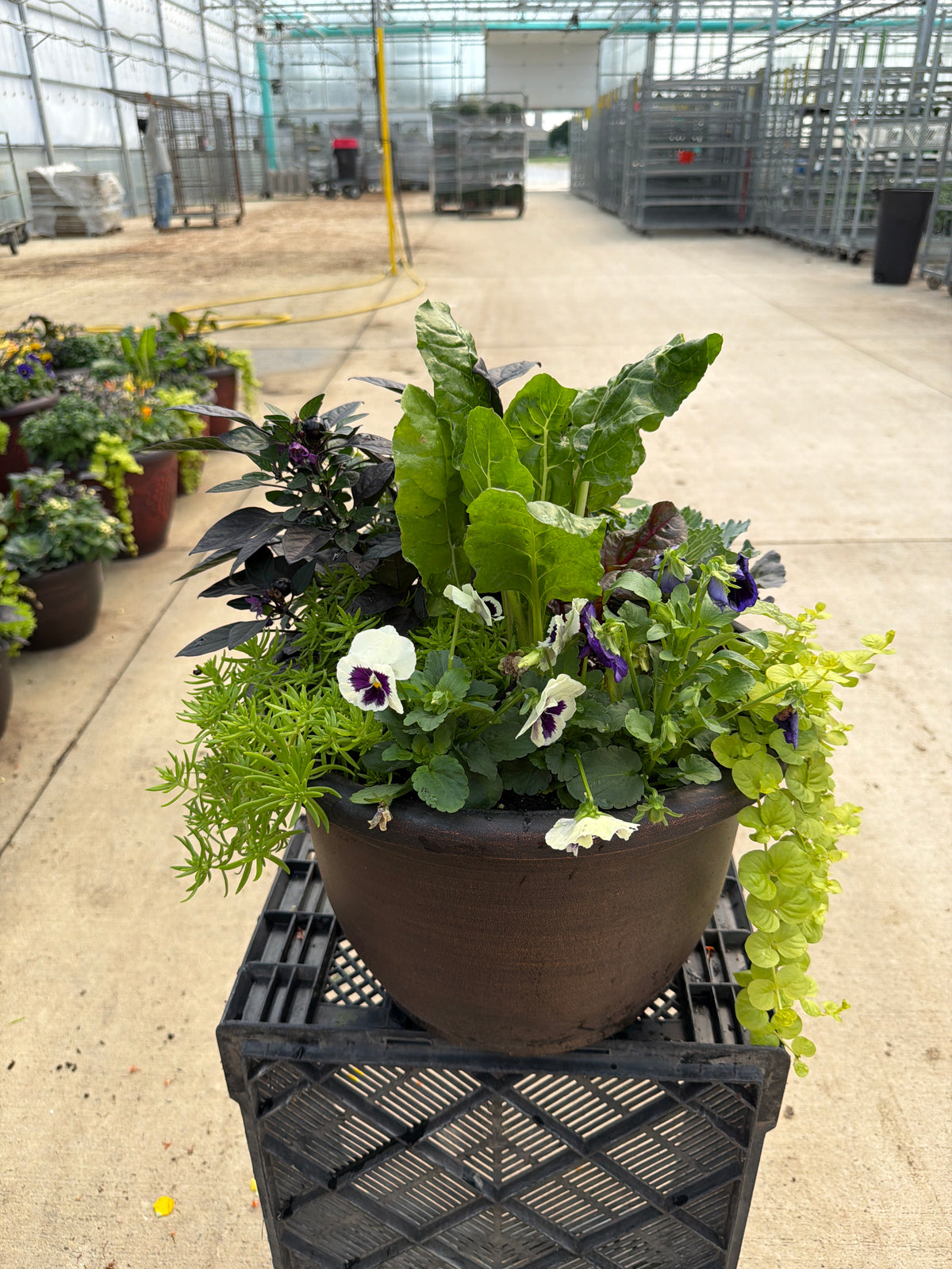 14.5" Planter Fall