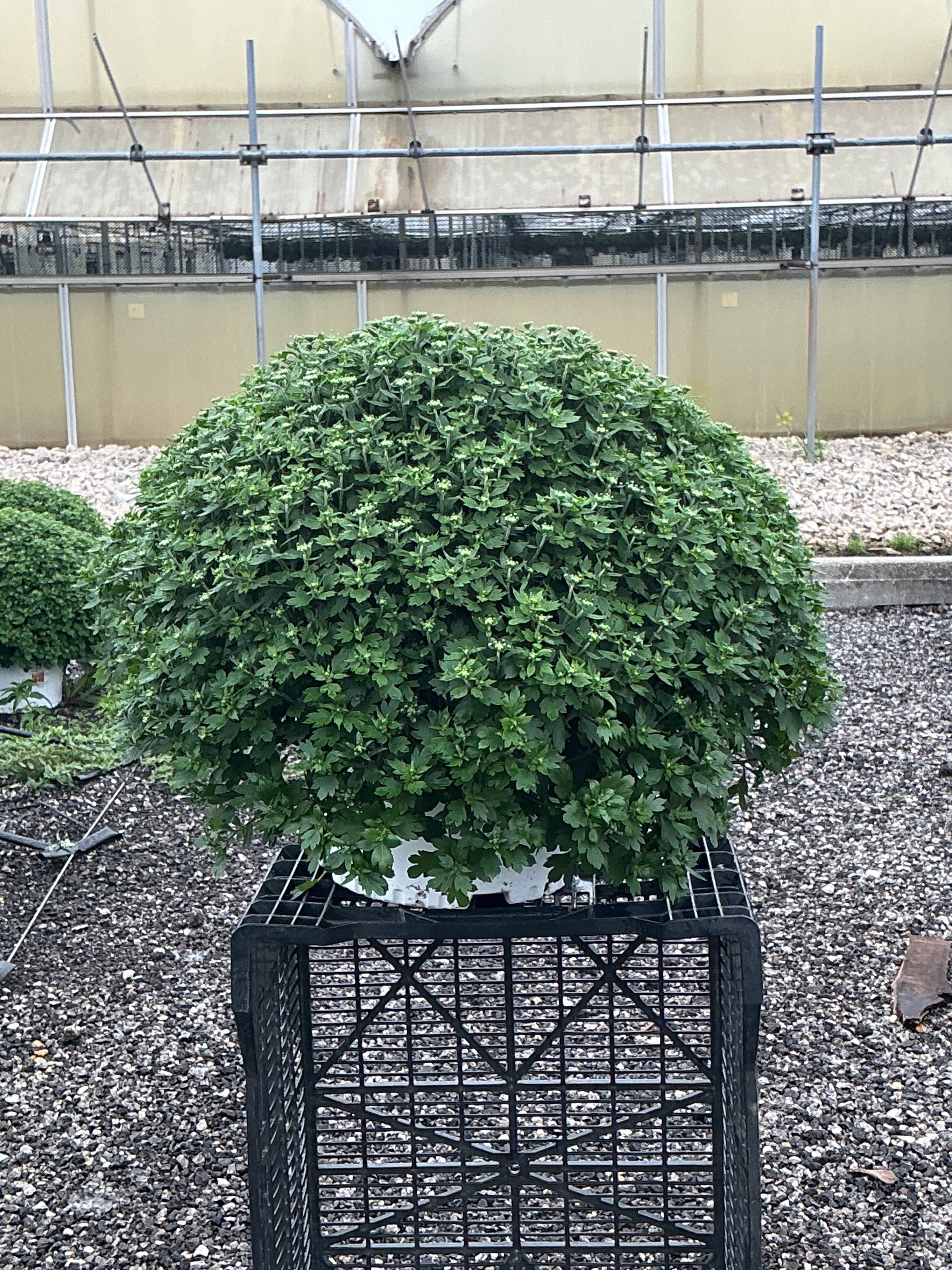 Jacqueline Tricolor (Mix 2) - 10" Potted Garden Mum