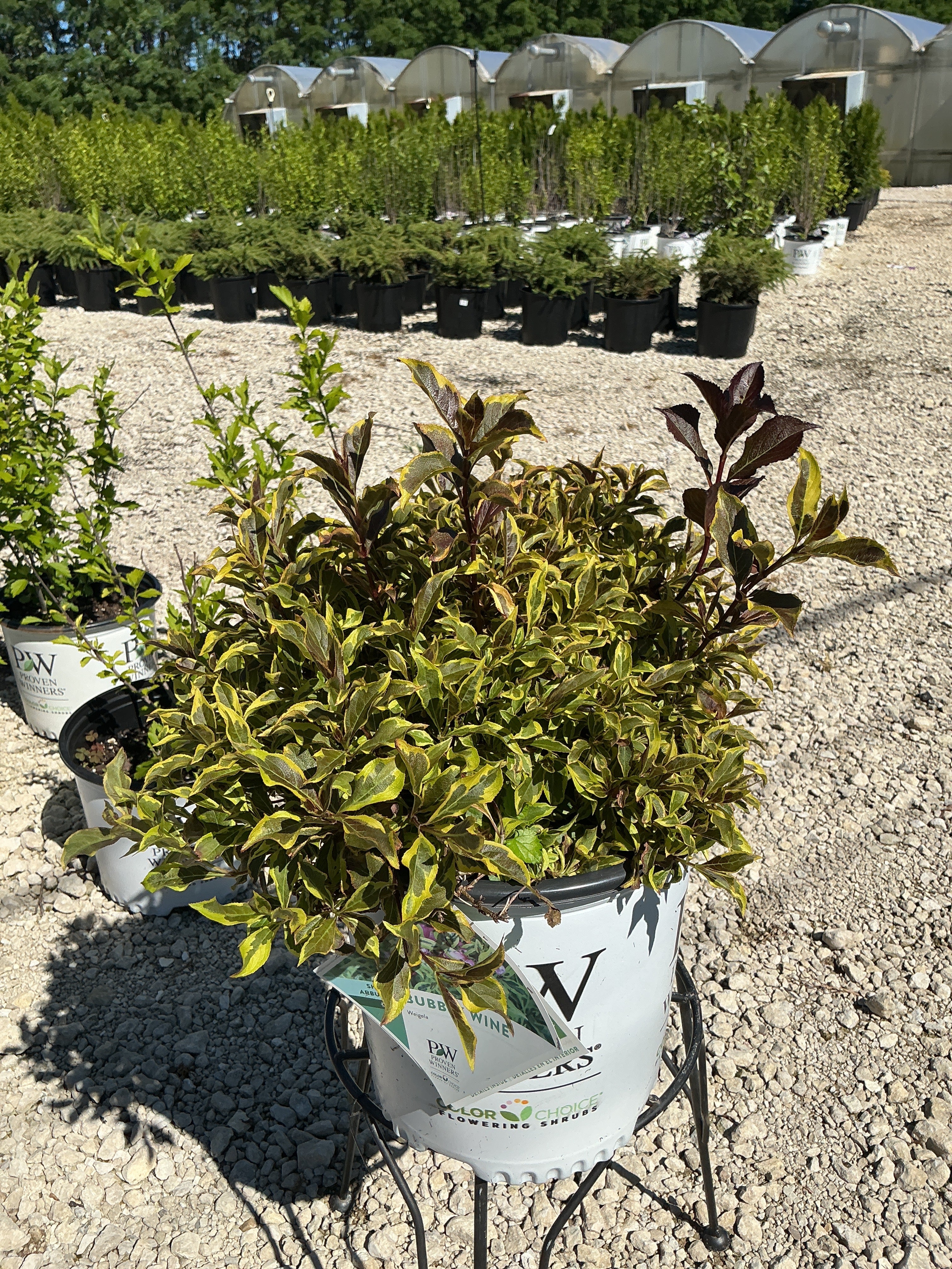 Weigela Bubbly Wine