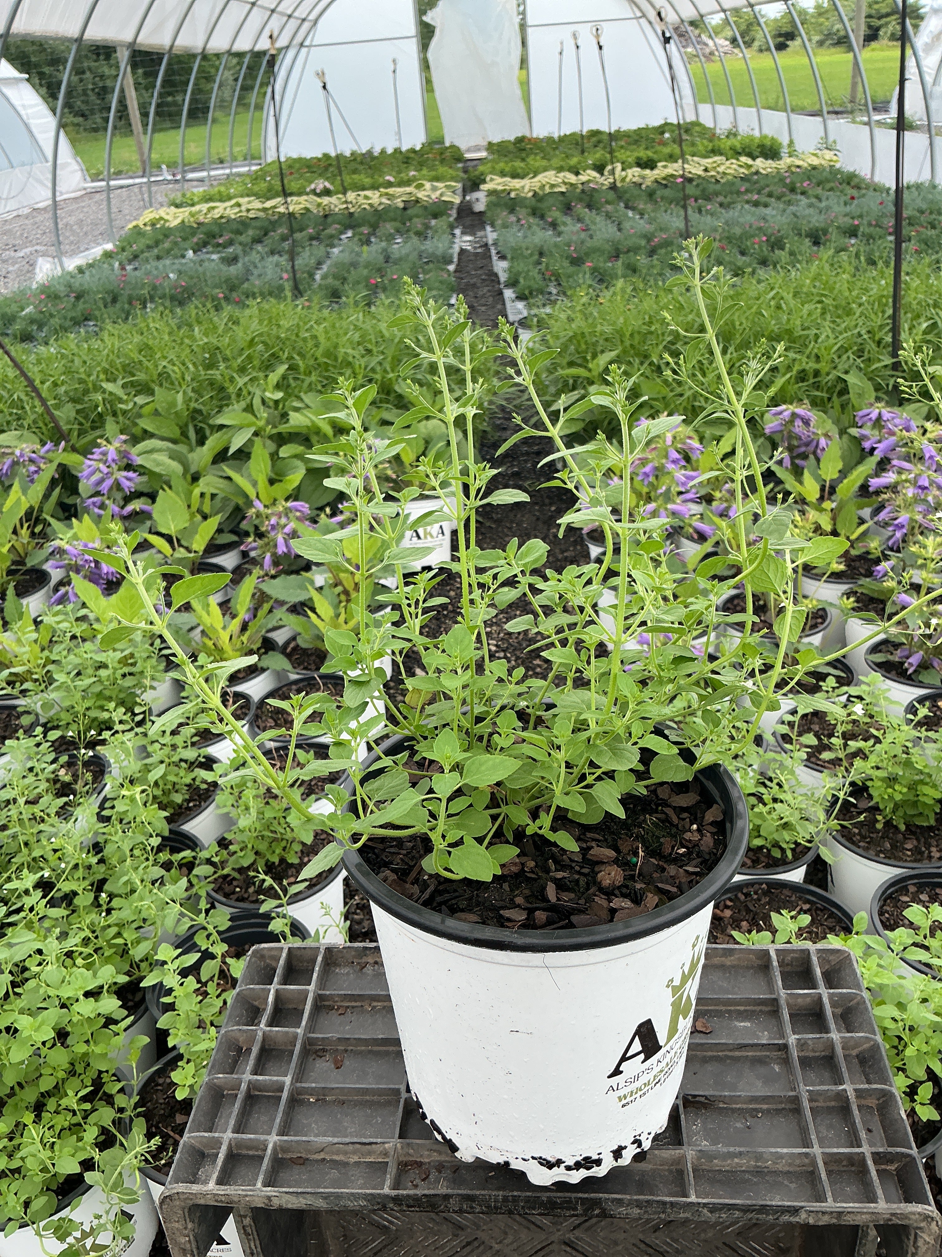 Calamintha Calamint White Cloud
