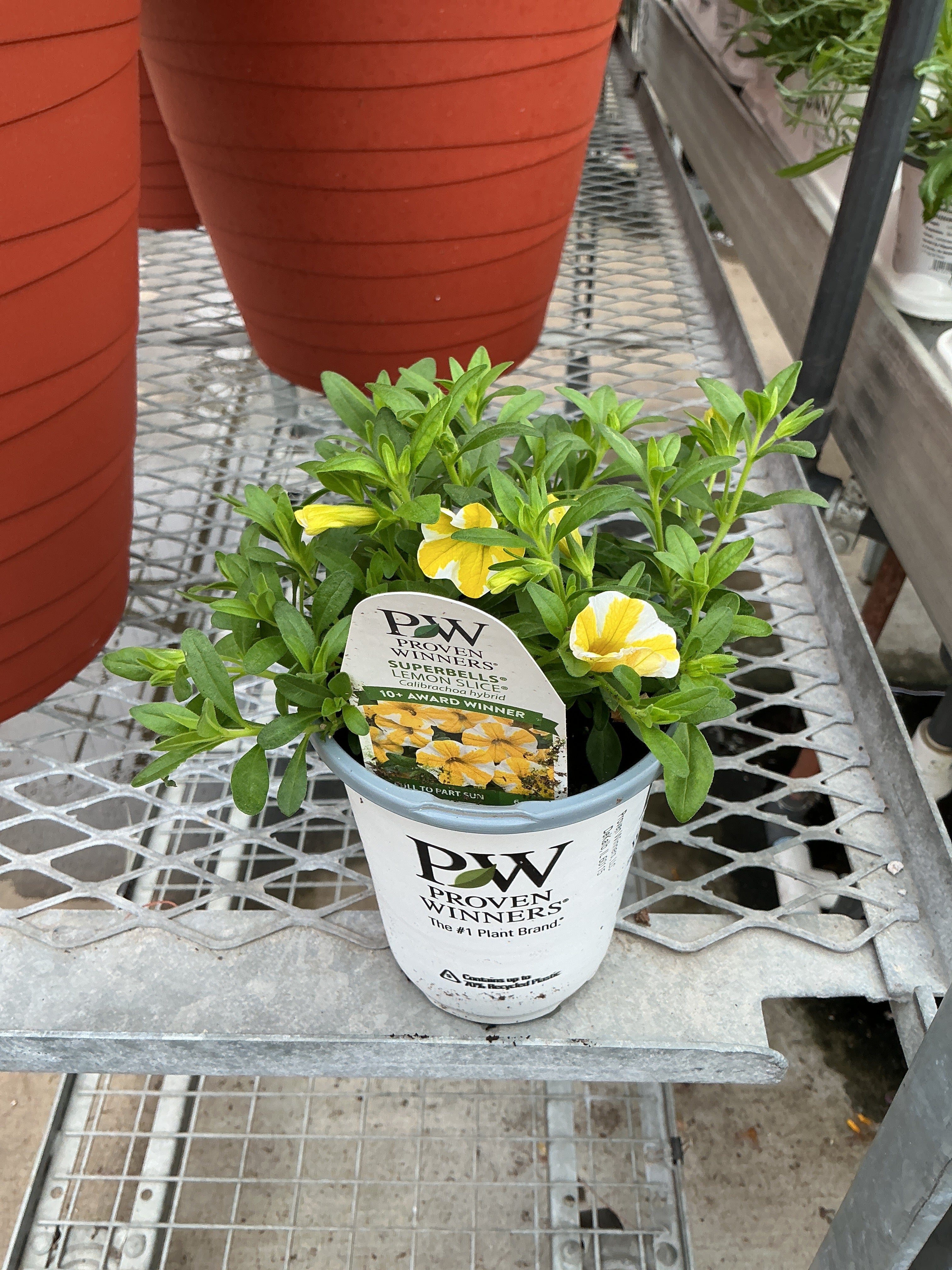 Calibrachoa Superbells Lemon Slice - 4.25" Proven Winners Annual
