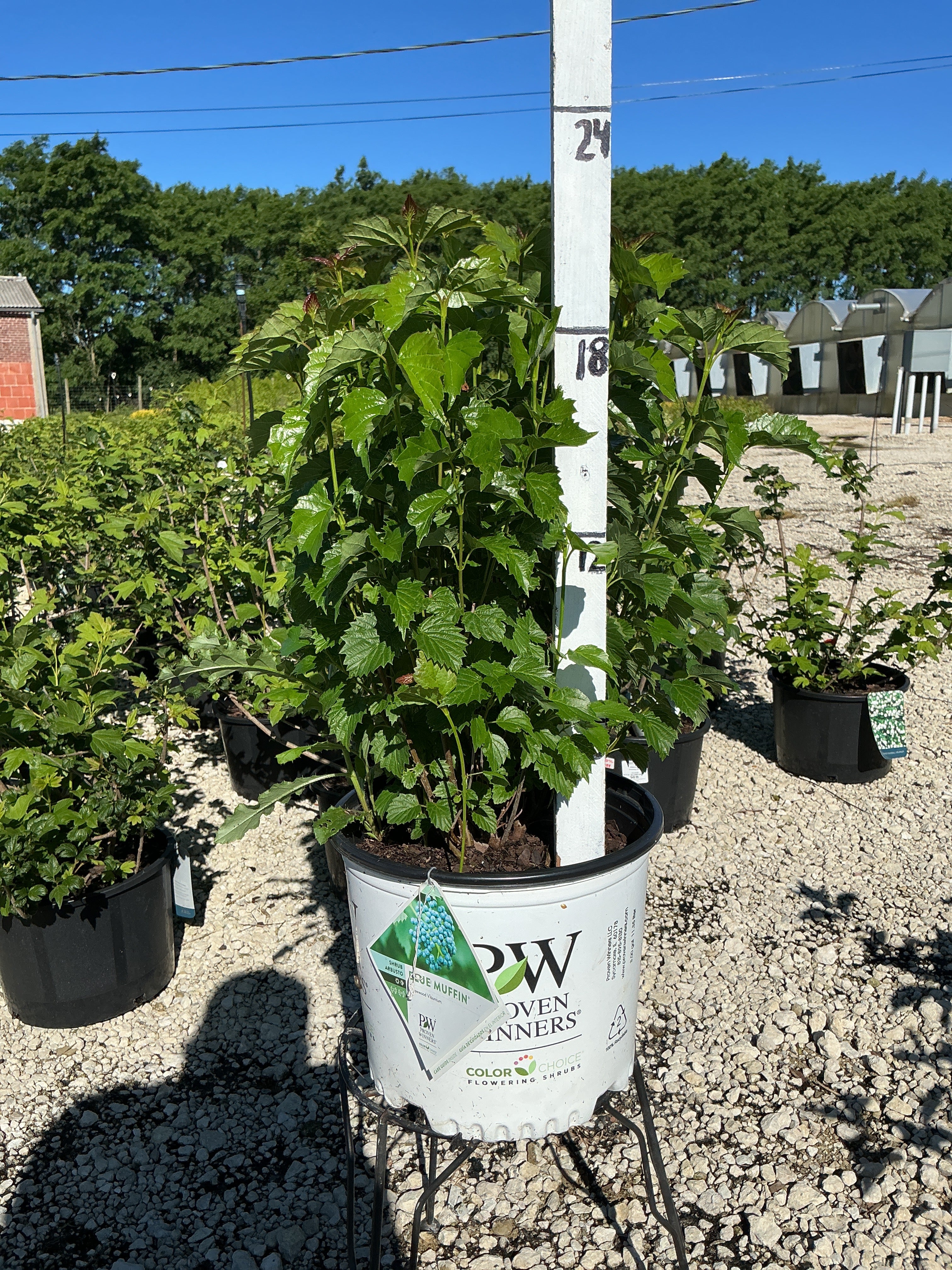 Viburnum Blue Muffin