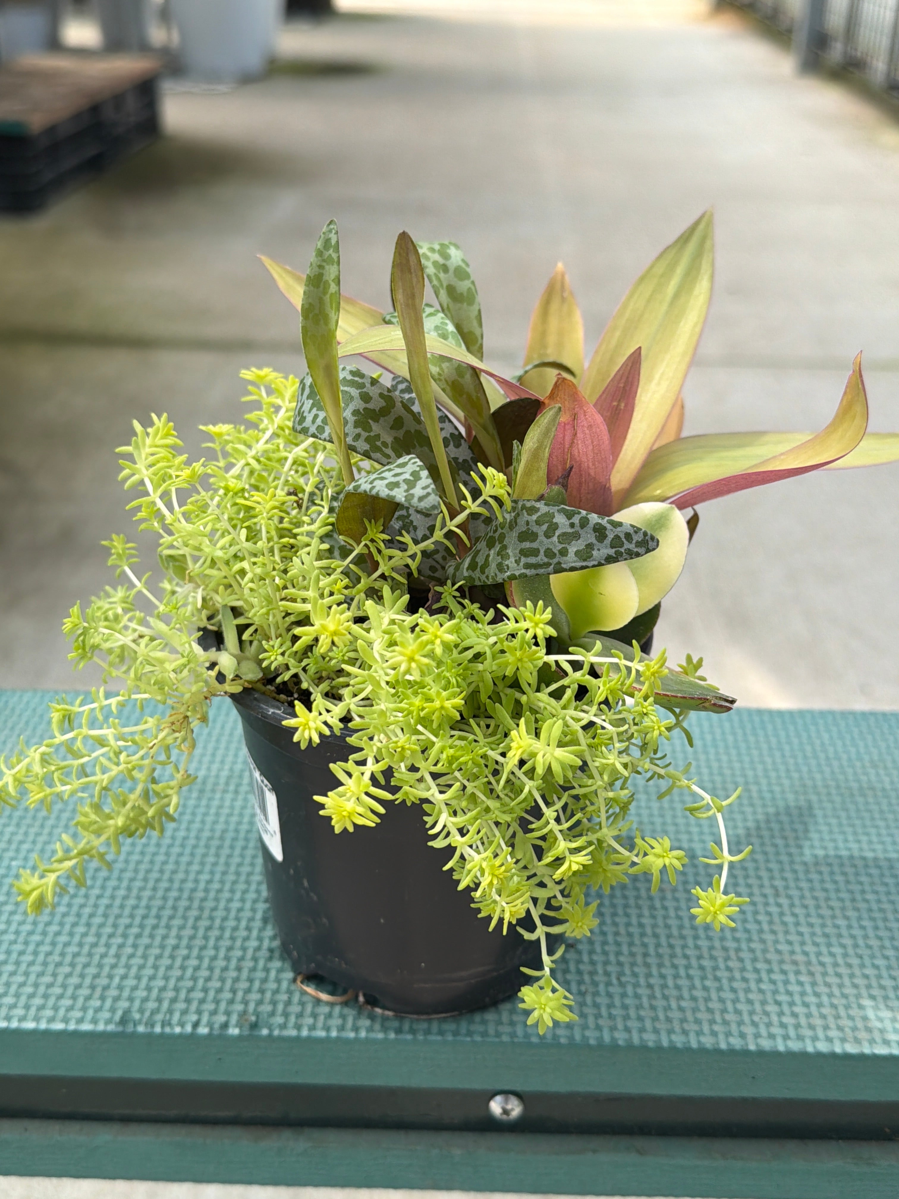 LIVING CANVAS QUART