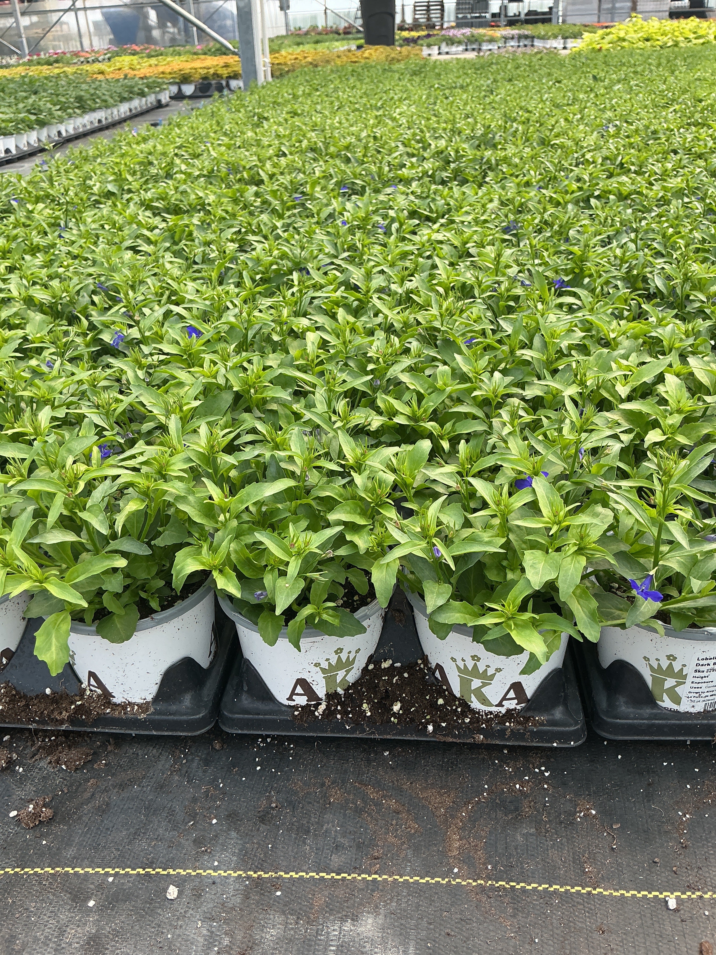 Lobelia Heatopia Dark Blue - 4.33" Premium Annual