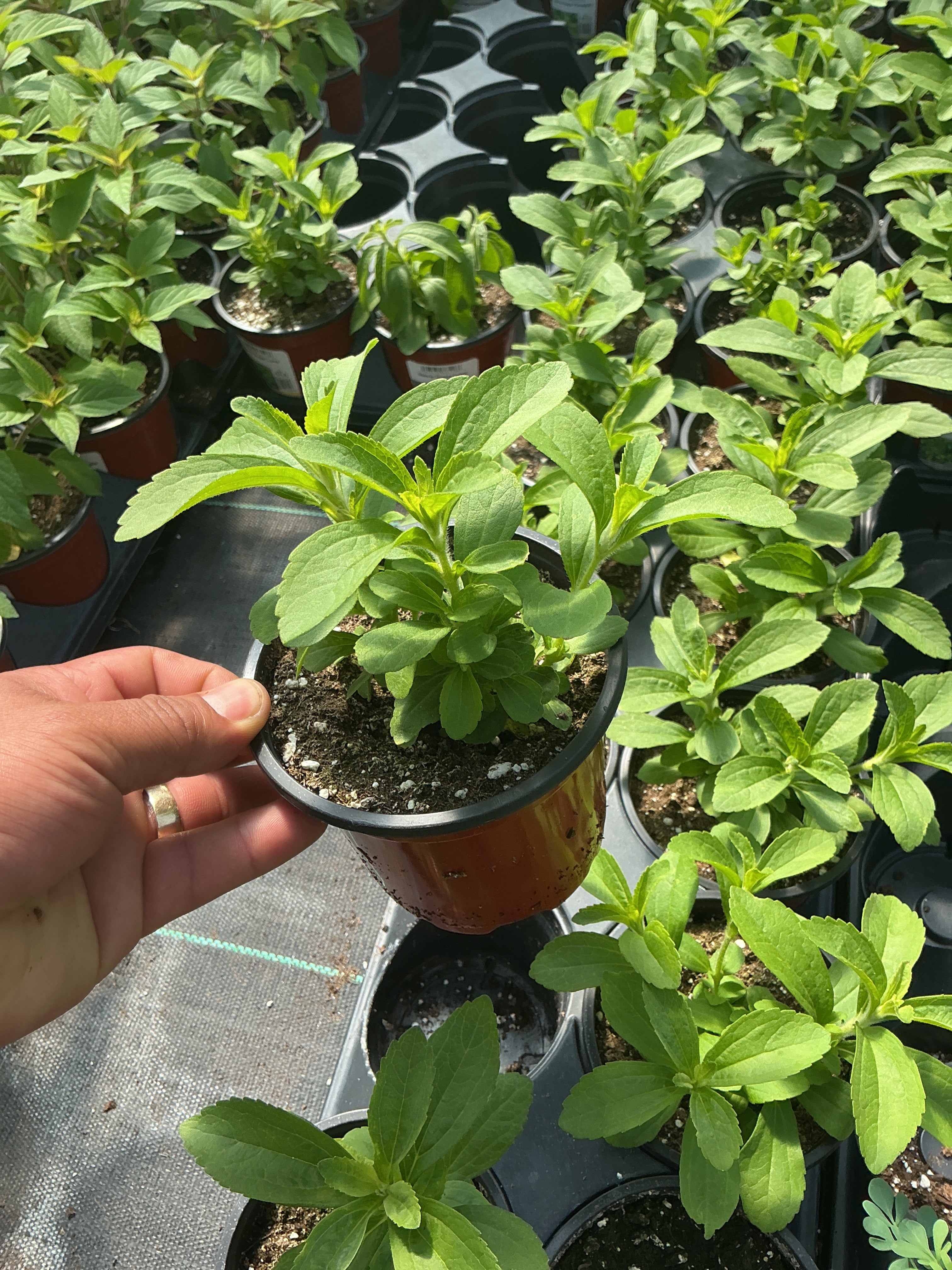 Stevia Sugar Love - 4.33" Potted Herb