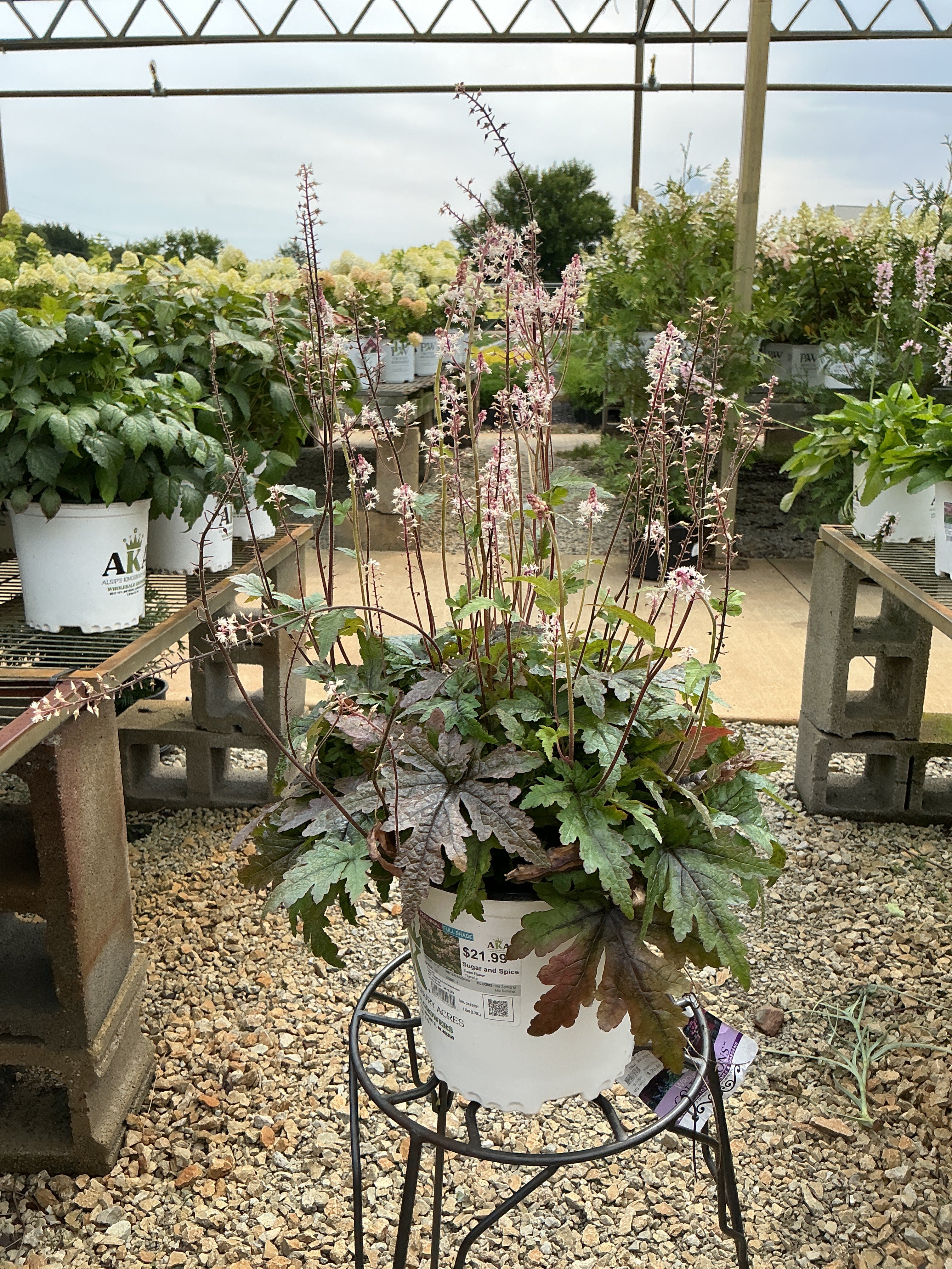 Tiarella Foam Flower Sugar and Spice