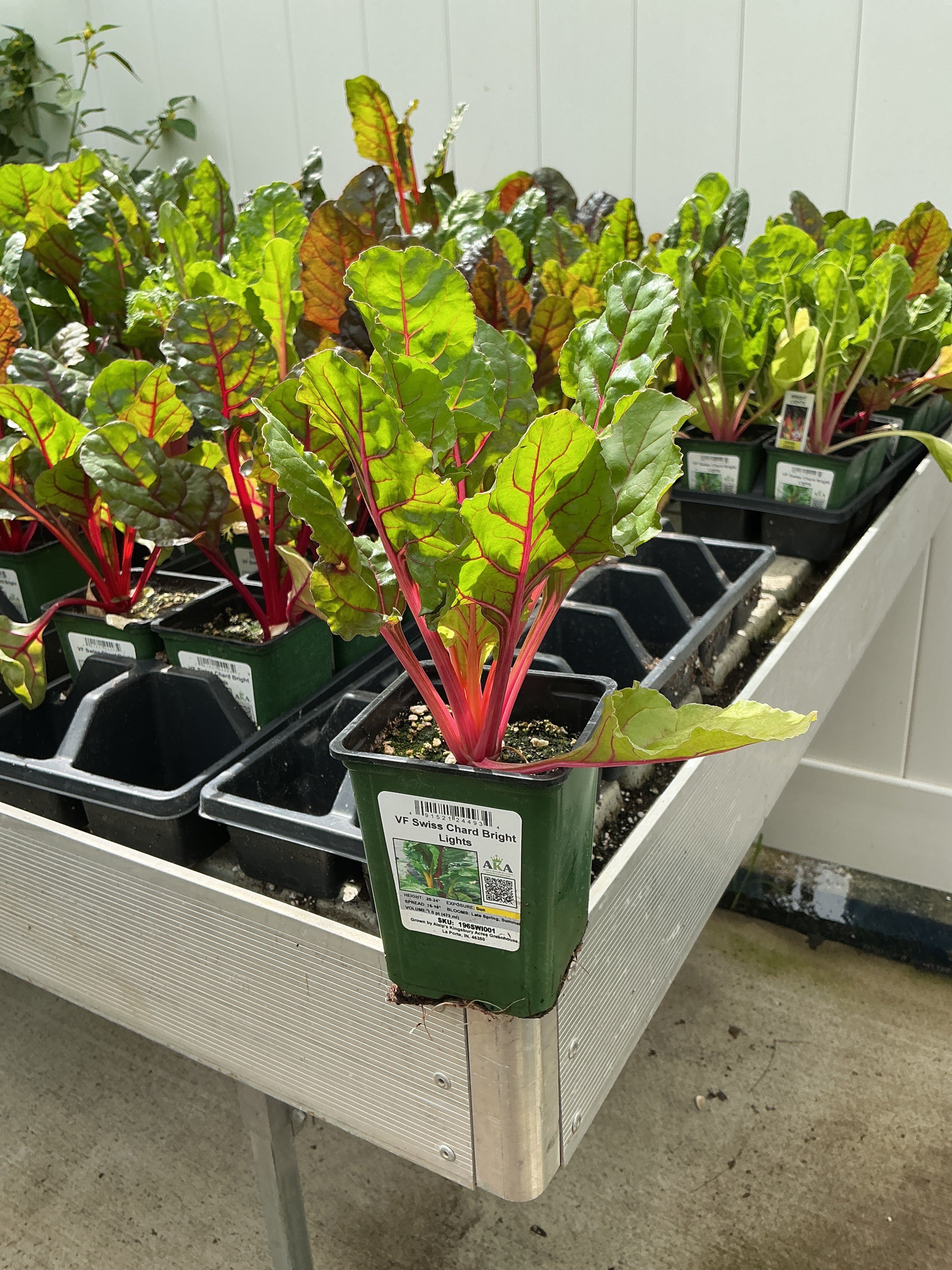 Swiss Chard Bright Lights - 4" Potted Vegetable