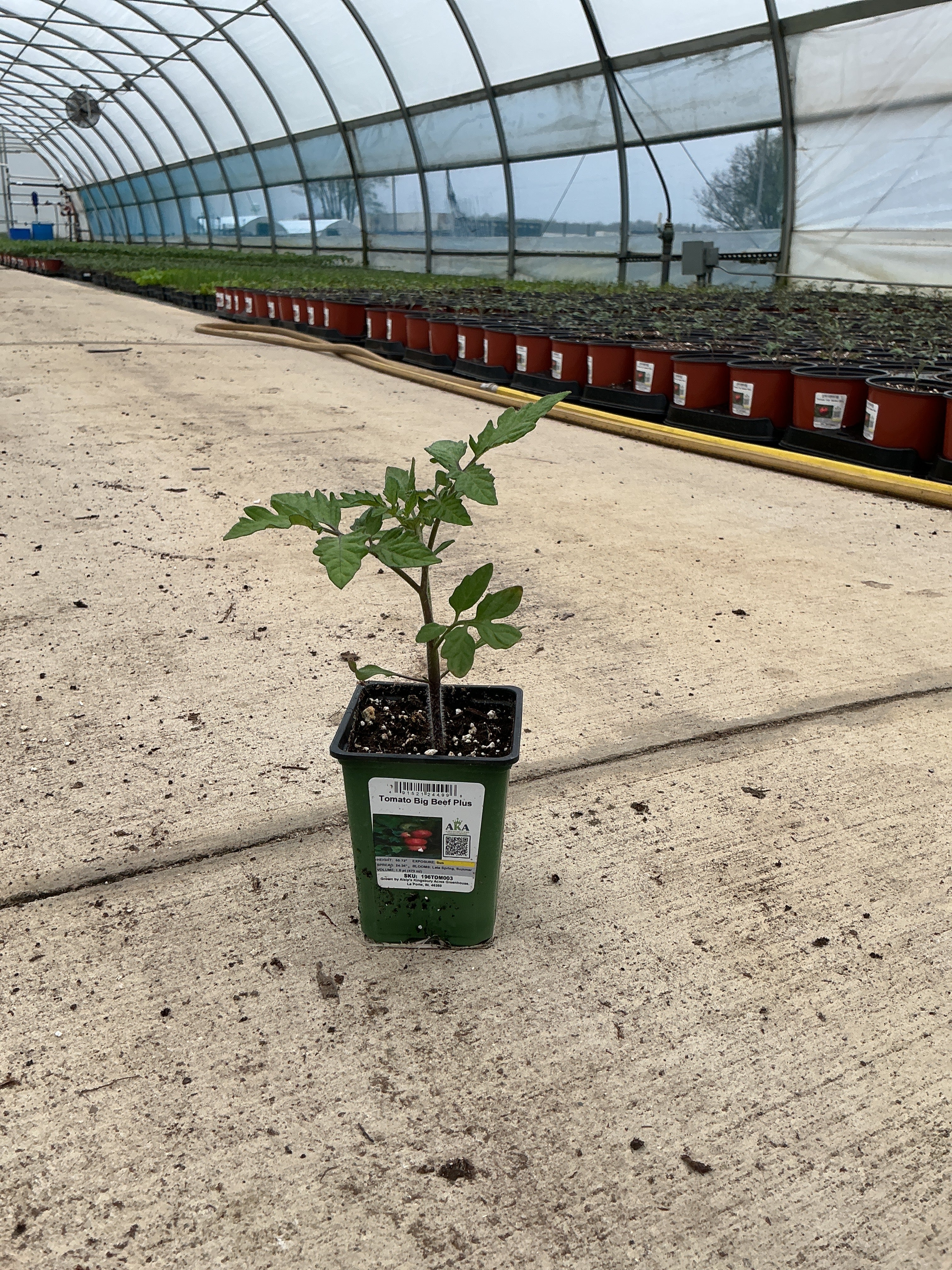 Tomato Big Beef Plus - 4" Potted Vegetable