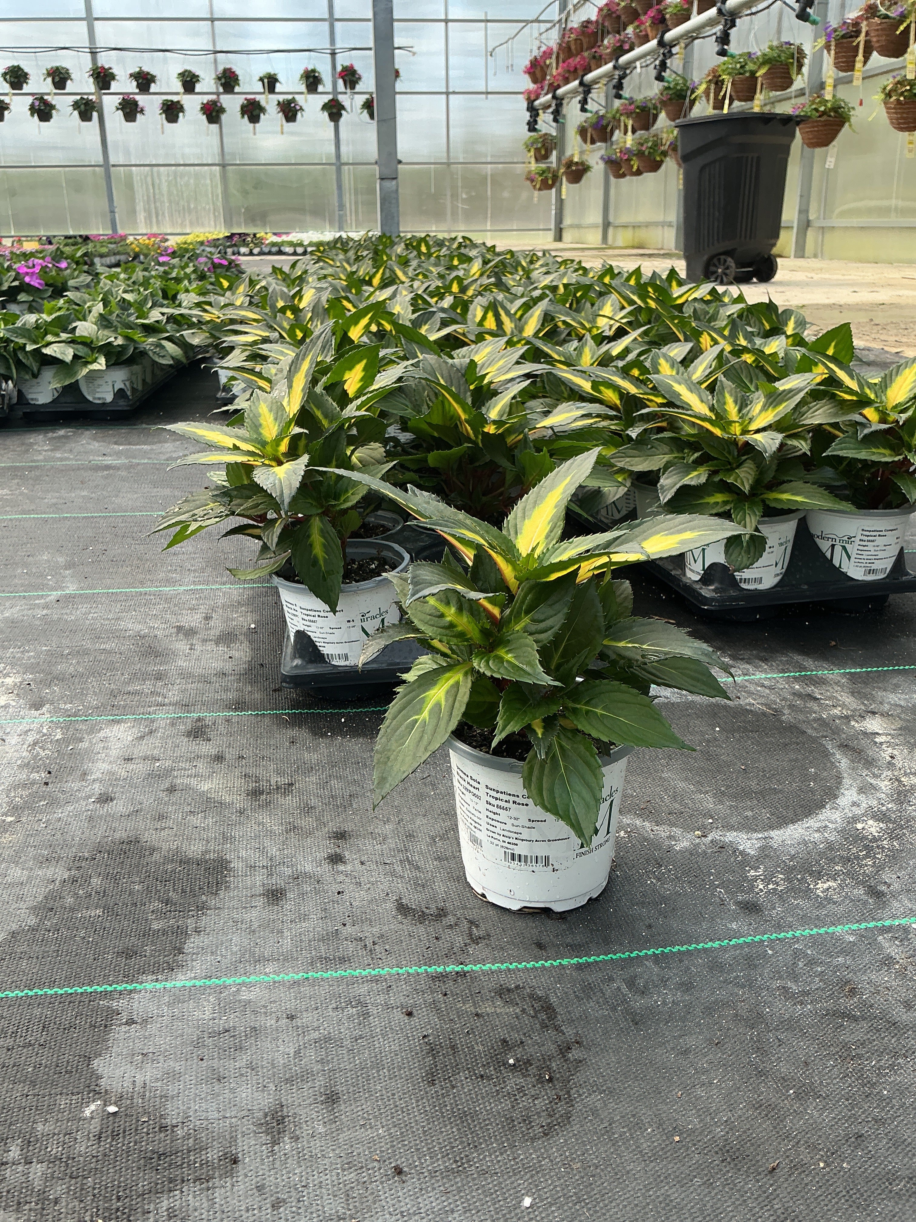 SunPatiens Tropical Rose VL - 4.33" Premium Annual