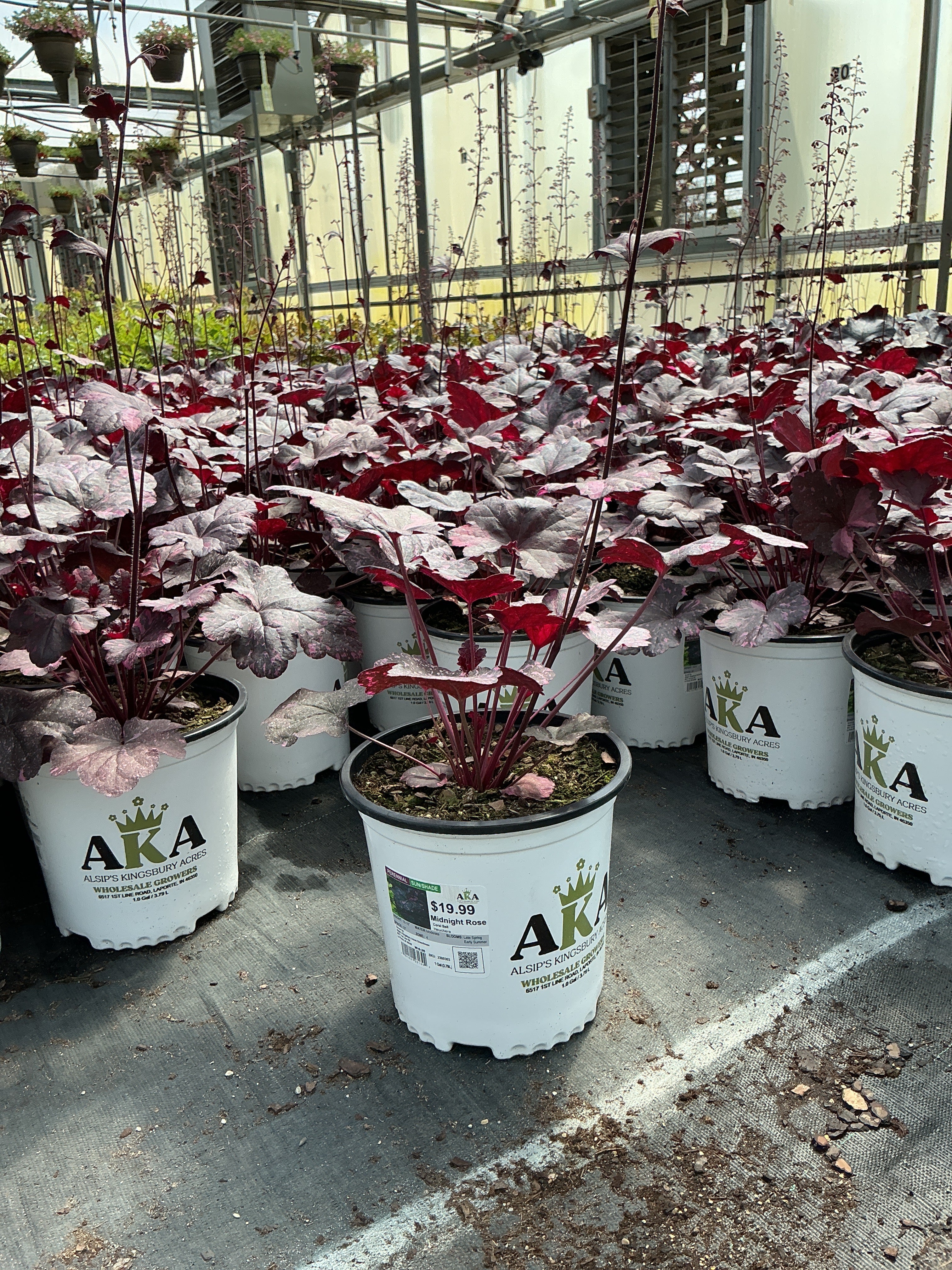 Heuchera Coral Bell Midnight Rose