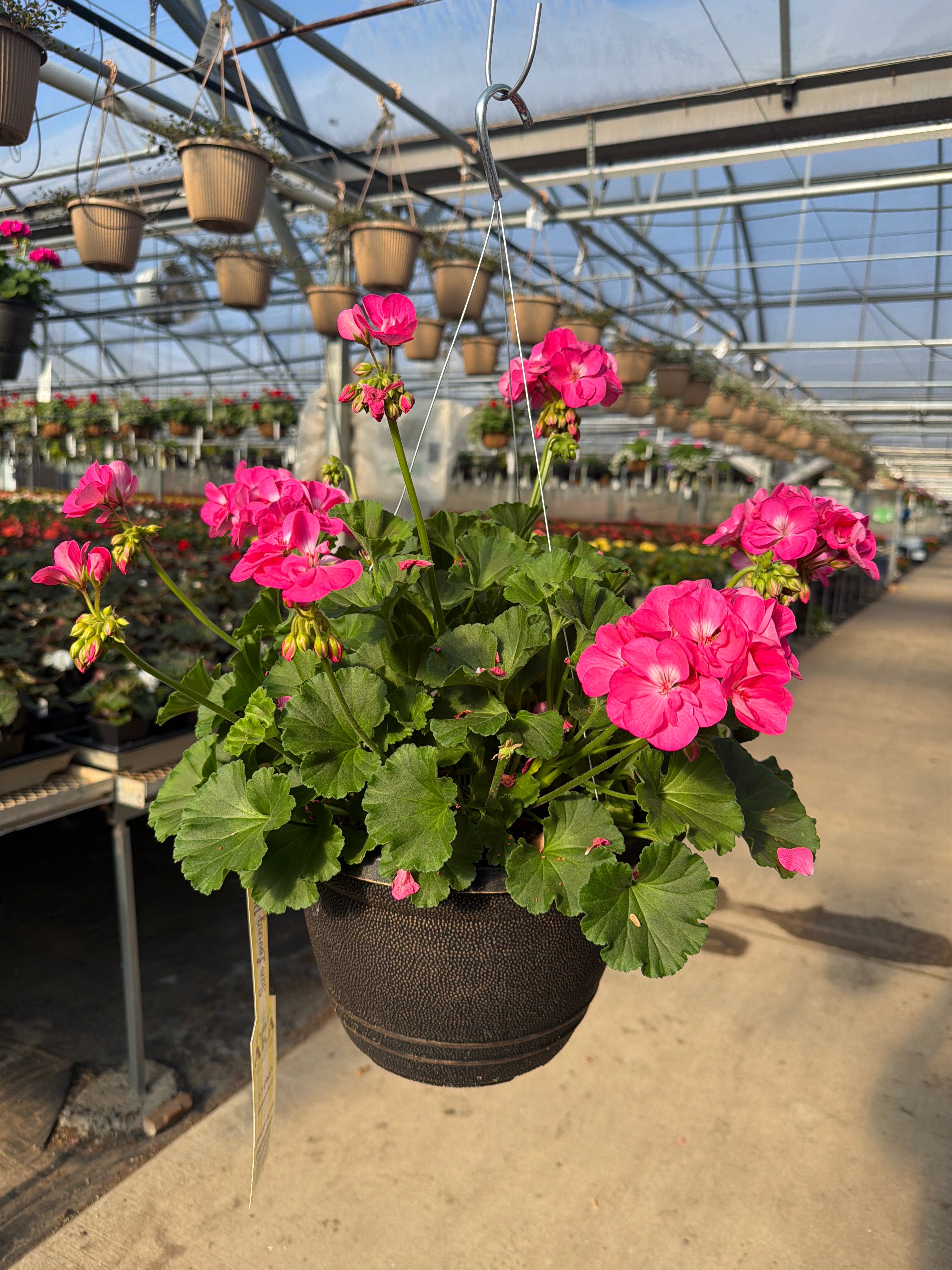 Geranium Dynamo Pink Hot - 11" Hanging Basket