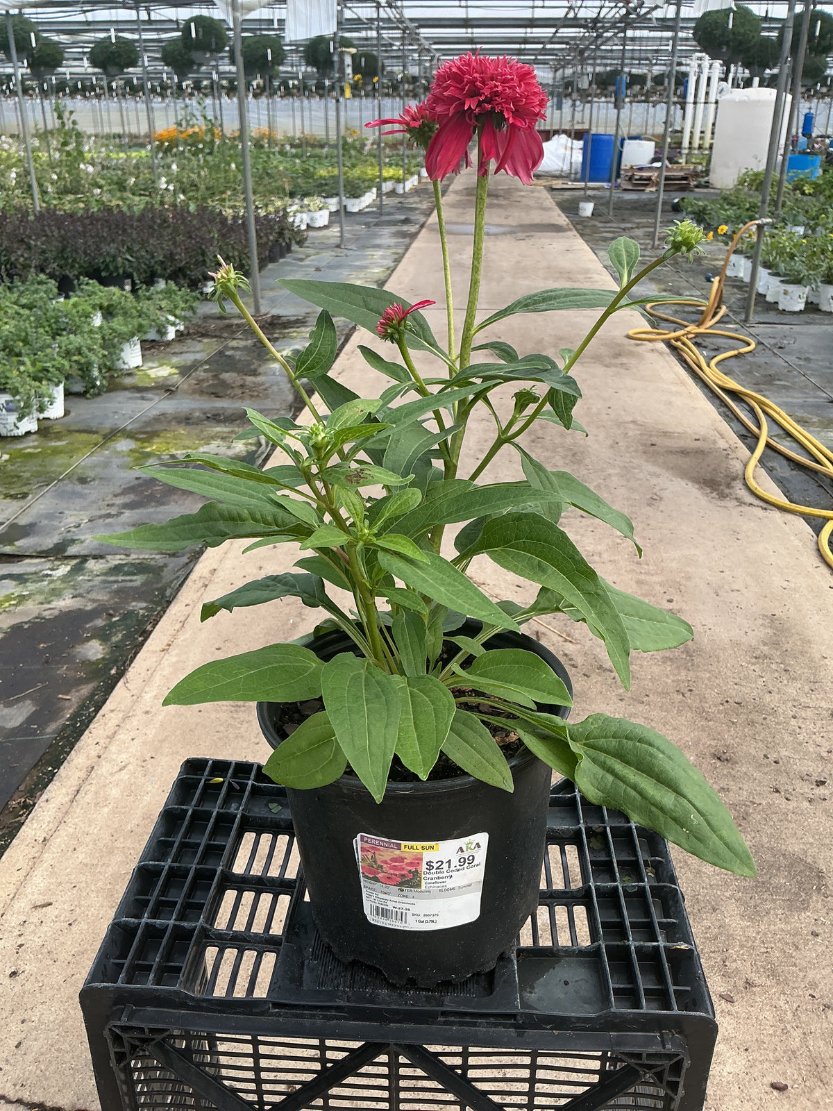 Echinacea Coneflower Double Coded Coral Cranberry