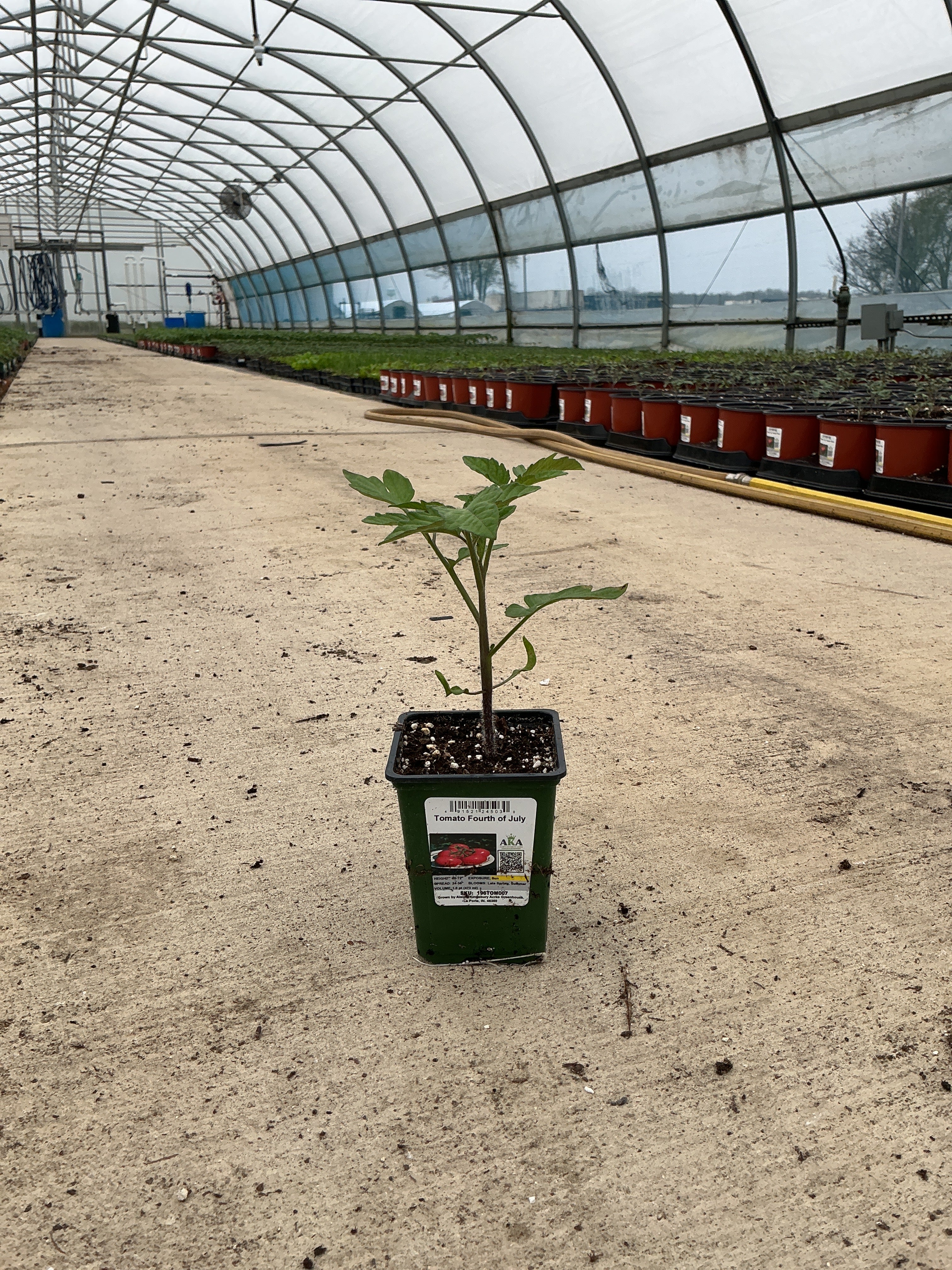 Tomato Fourth of July - 4" Potted Vegetable