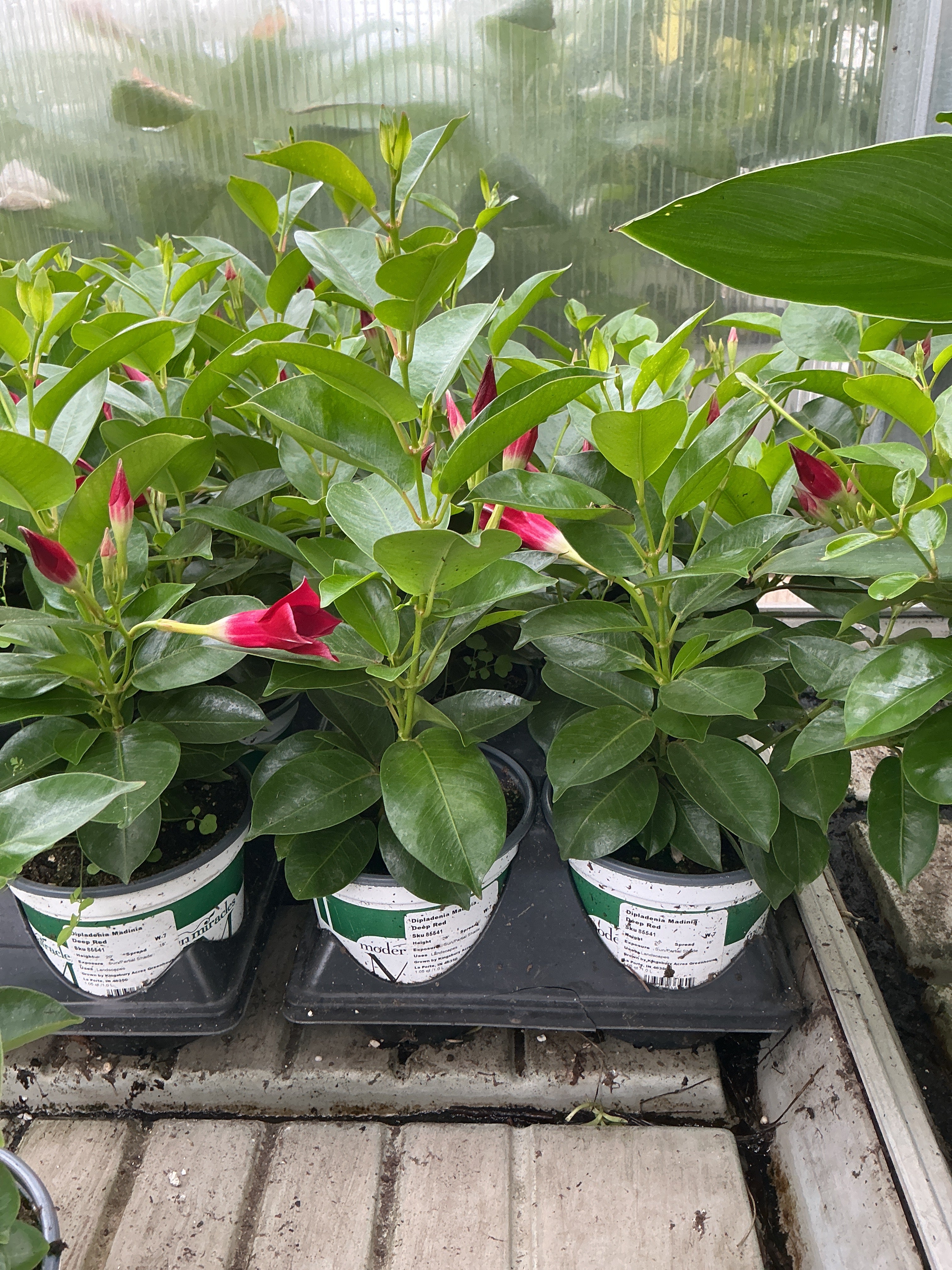 Dipladenia Madinia Deep Red - 5" Premium Annual