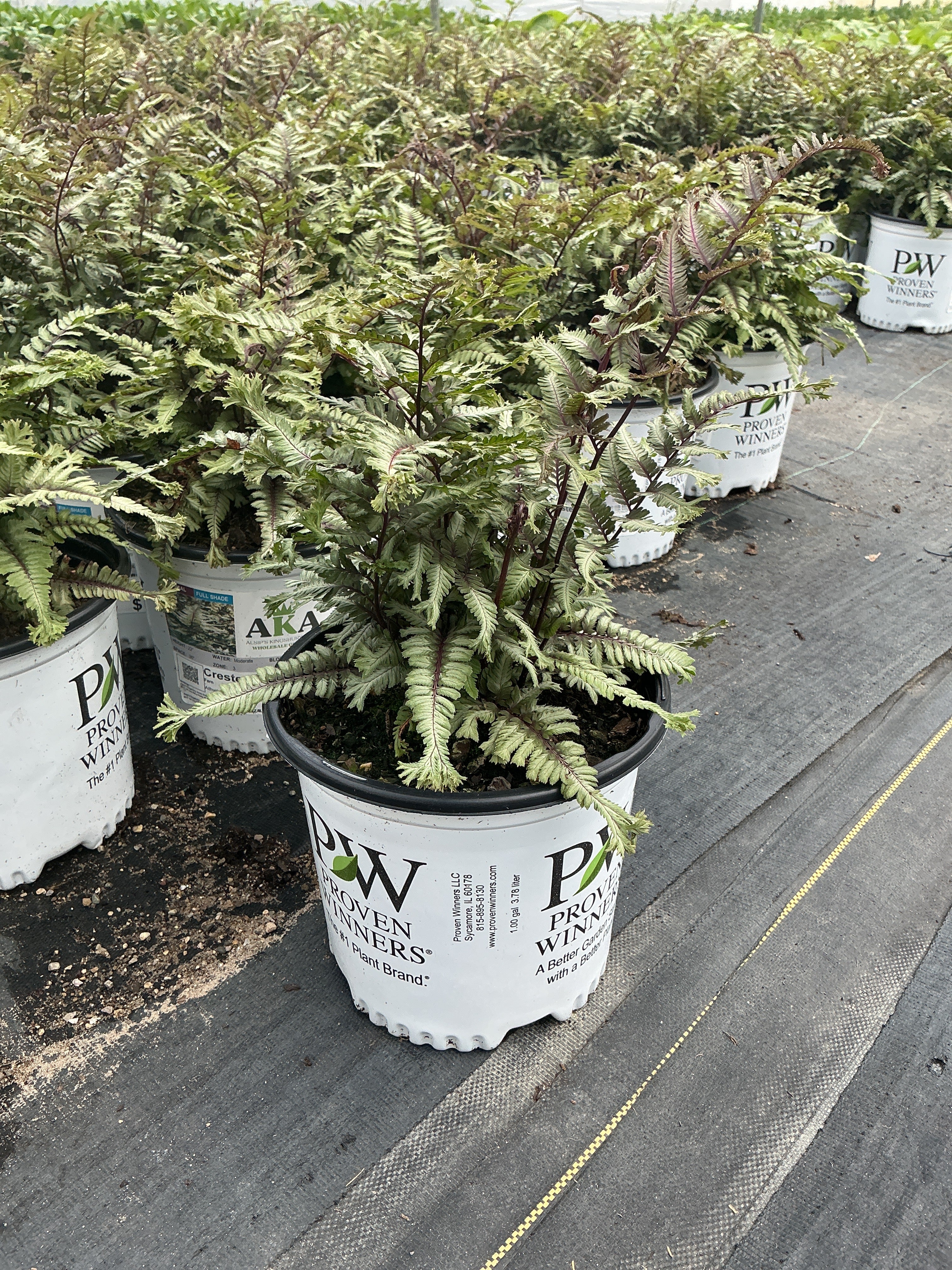 Athyrium Japanese Painted Fern Crested Surf