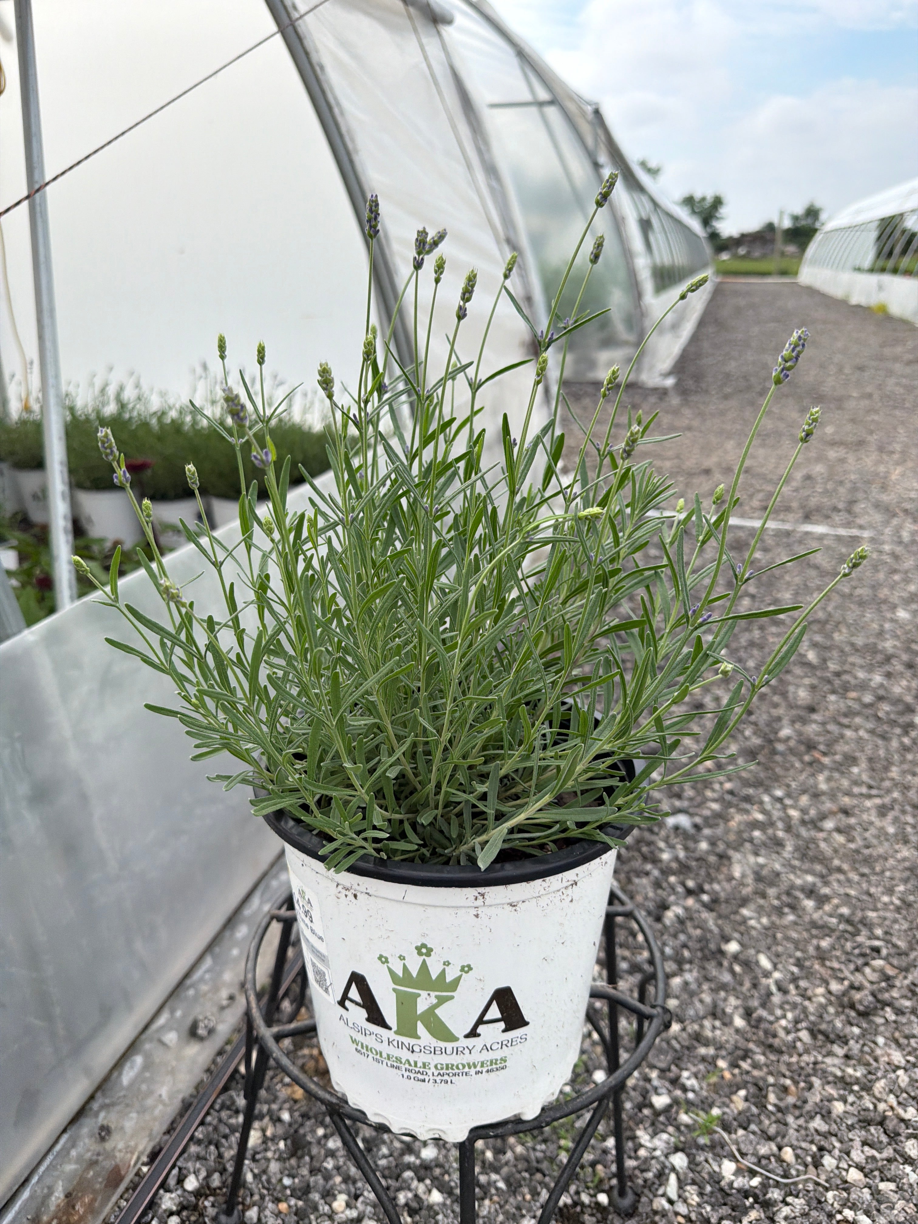 Lavandula Lavender Big Time Blue
