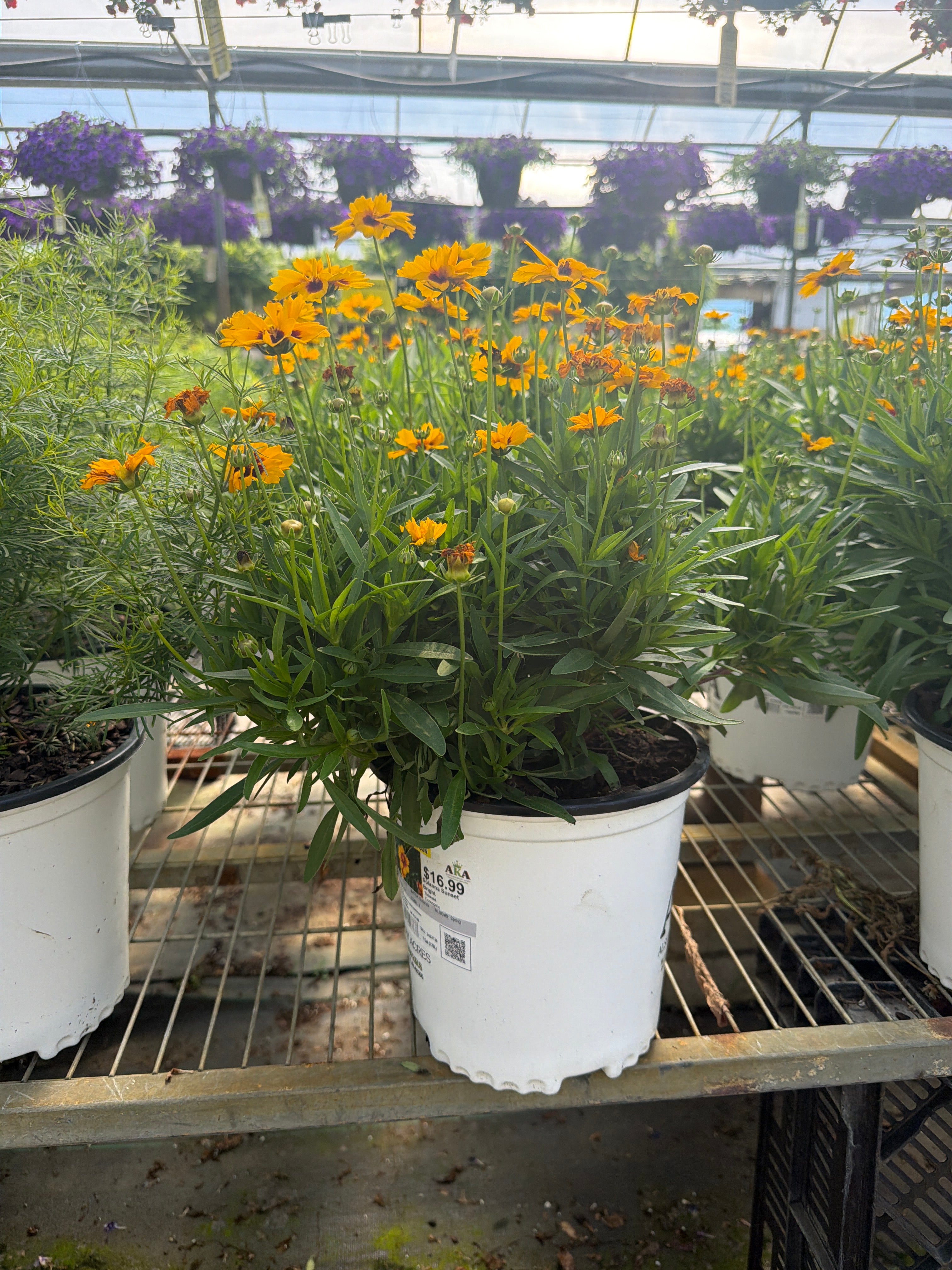 Coreopsis Tickseed Solanna Sunset Bright