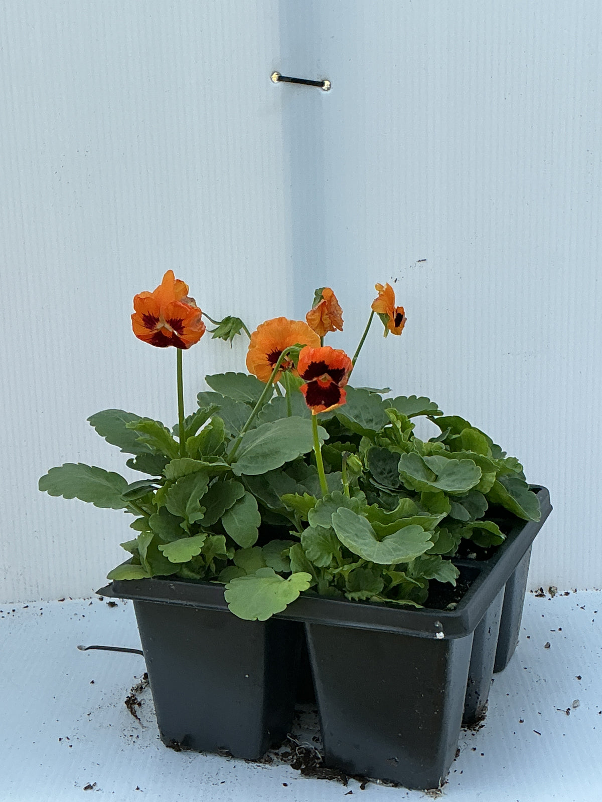 Pansy Inspire Plus Orange Blotch - 6 Pack Annual